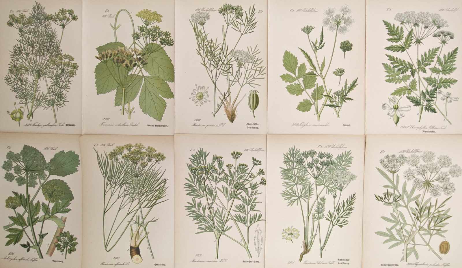 Carl Hoffmann – Set of 10: Chervil, Hog's Fennel, Milk-Parsley, and Angelica – Lithographs (1 of 2)