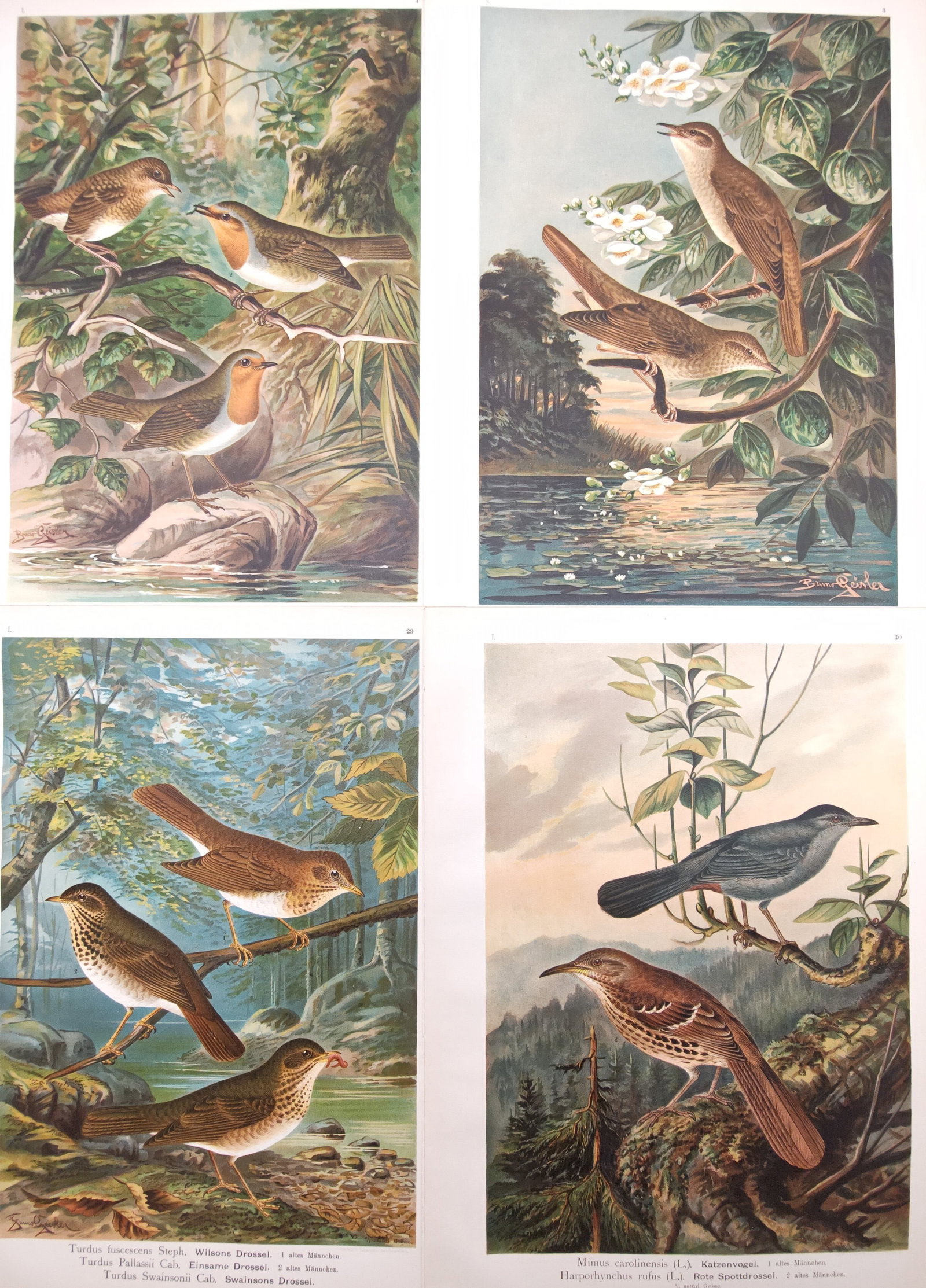 Johann Friedrich Naumann – Catbirds, Brown Thrashers, Robins, and Thrushes – Lithograph: "Studies of Catbirds, Brown Thrashers, Robins, and Forest Thrushes" presents an ornithological composition illustrating diverse songbirds, American thrushes, catbirds, and woodland robins perched amid