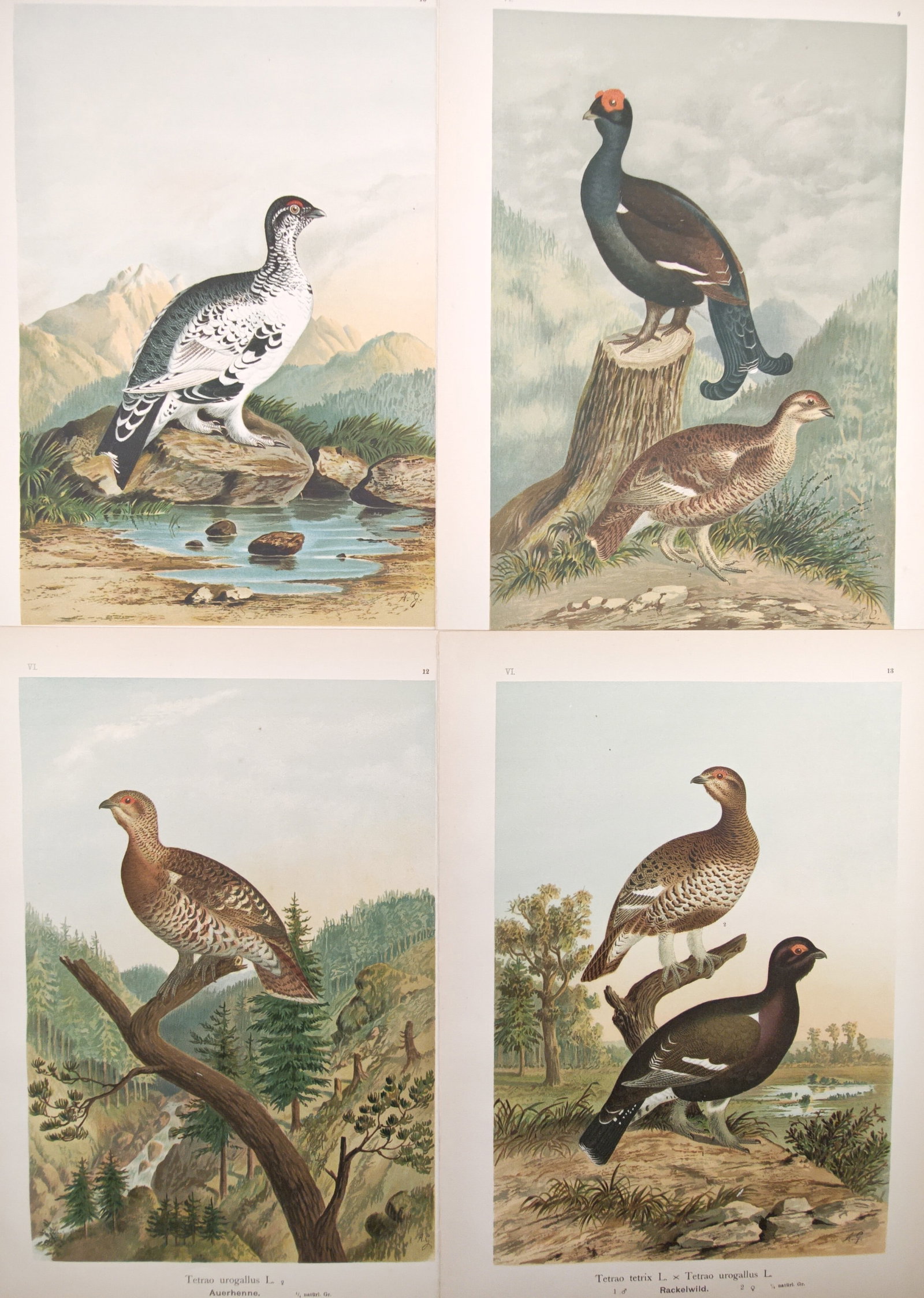 Johann Friedrich Naumann – Set of 4: Waxwings, Swallows, Sand Martins – Lithographs (1 of 2)