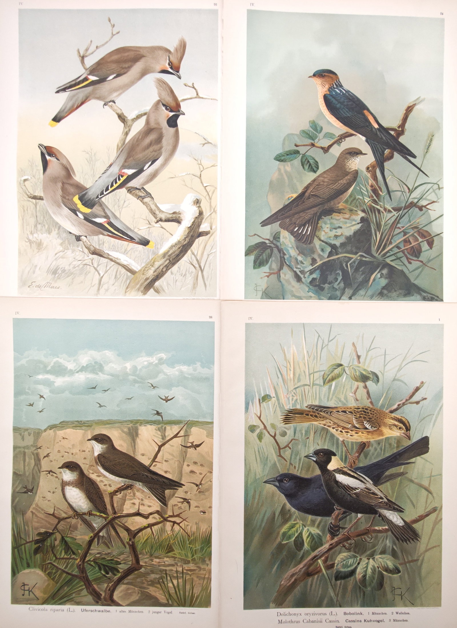 Johann Friedrich Naumann – Bohemian Waxwings, Red-Rumped Swallows – Lithograph: "Studies of Bohemian Waxwings, Red-Rumped Swallows, Sand Martins, and Bobolinks" presents an ornithological study illustrating diverse passerine birds perched among snowy boughs, rocky bluffs, sandban