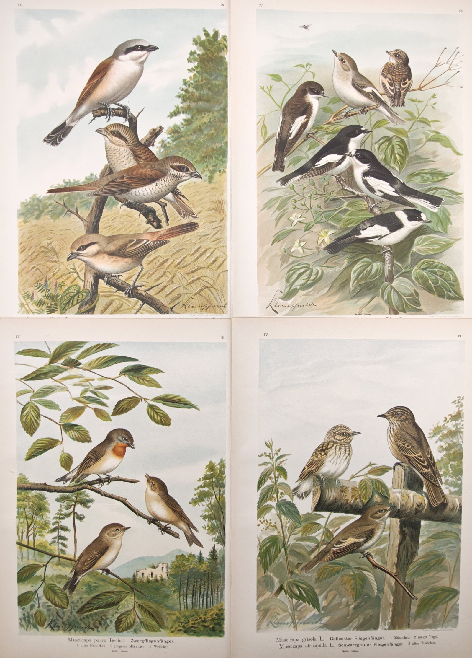 Henry Ogg Forbes – Set of 2: De Brazza's Guenon and Green Guenon – Lithographs (19th Century): "Studies of De Brazza's Guenon and Green Guenon" presents a pair of zoological plates illustrating Old World monkeys perched along tree limbs amidst tropical foliage. The compositions provide systemat