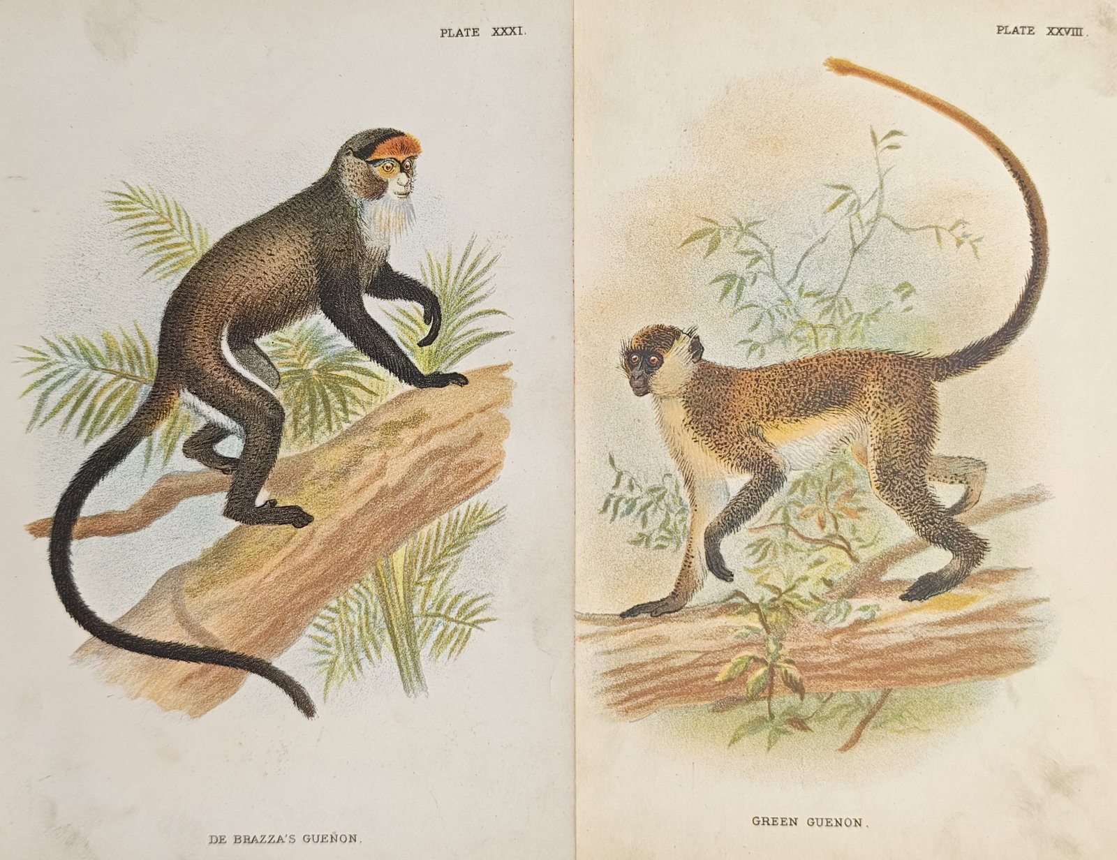 Henry Ogg Forbes – Set of 2: Cercopithecus Monkeys, De Brazza's Guenon – Lithographs (1 of 2)