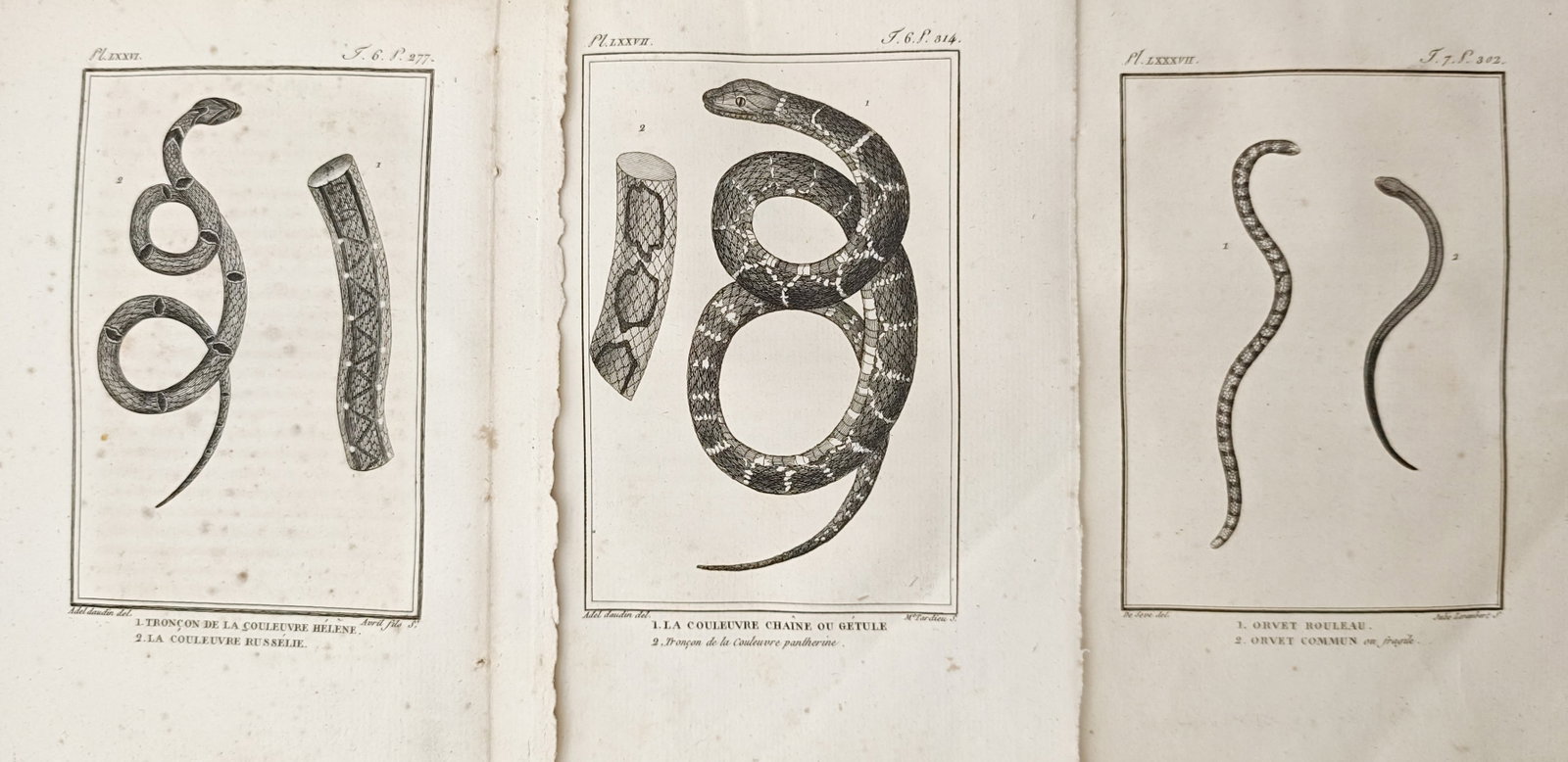 Georges-Louis Leclerc de Buffon – Set of 3: Colubrid Snakes, Kingsnakes – Engravings: "Studies of Colubrid Snakes, Kingsnakes, and Slowworms" presents a suite of herpetological plates illustrating coiled serpent species, scaled body sections, and legless lizards. The compositions provi