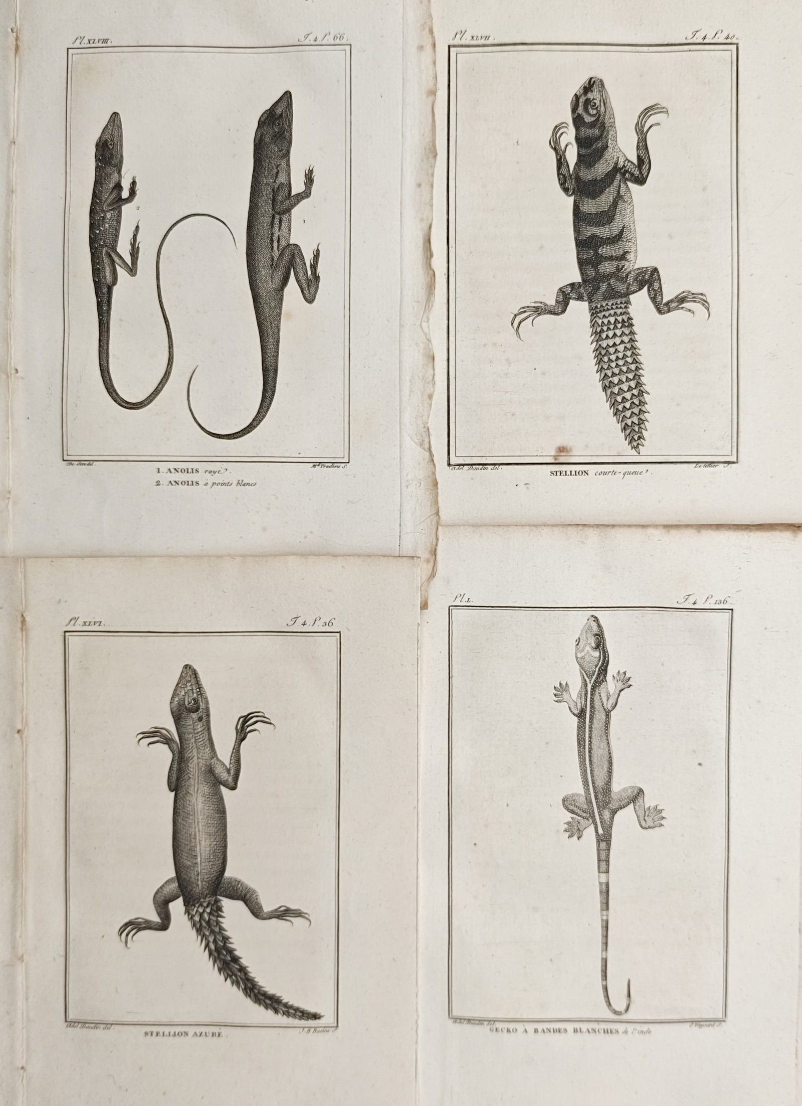 Georges-Louis Leclerc de Buffon – Set of 4: Anoles, Stellions, and Geckos – Engravings: "Studies of Anoles, Stellions, and Geckos" presents a suite of herpetological plates illustrating various lizards, iguanian stellions, anoles, and geckos depicted in dorsal view. The compositions prov