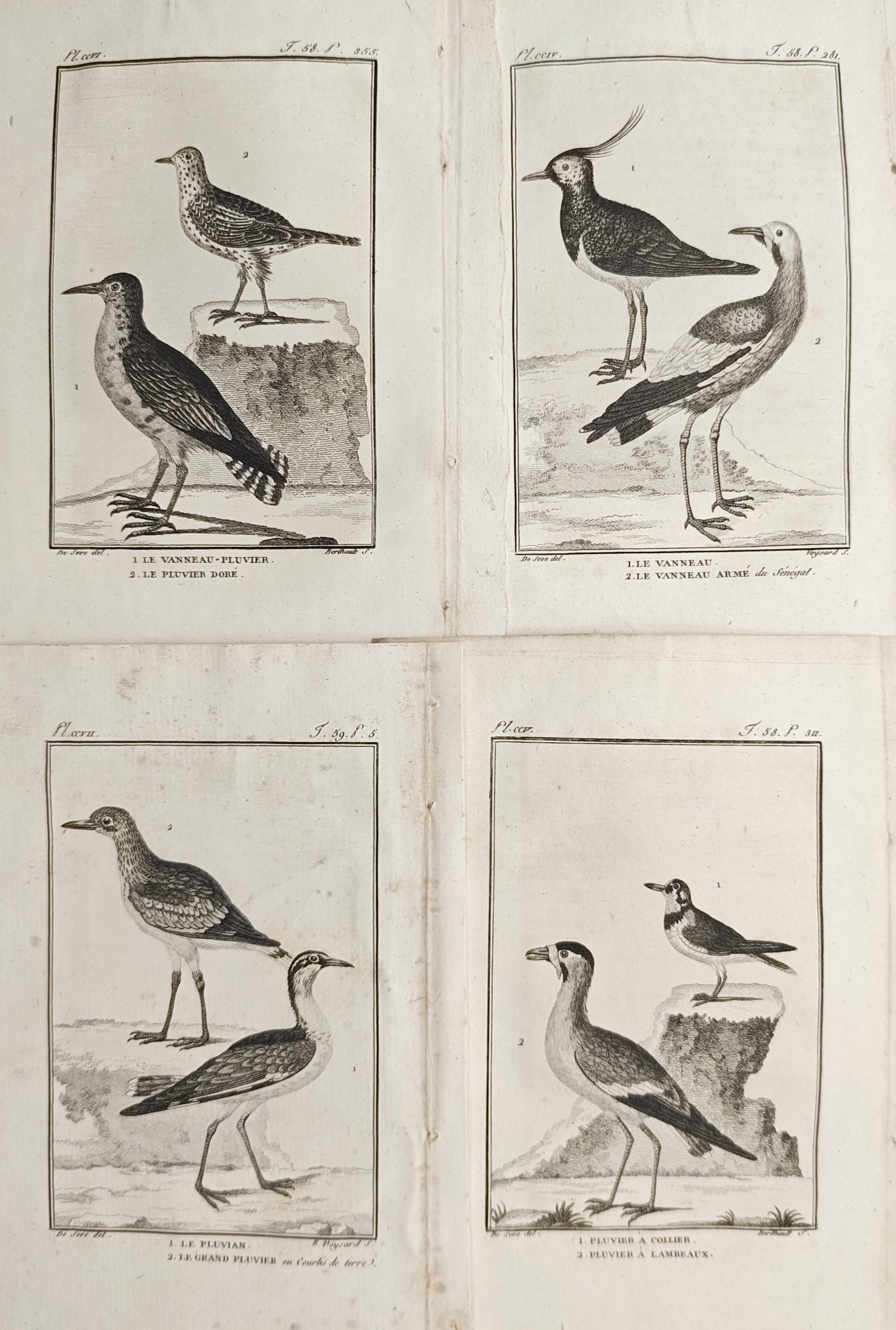 Georges-Louis Leclerc de Buffon – Set of 4: Lapwings, Plovers, and Wading Birds – Engravings: "Studies of Lapwings, Plovers, and Wading Birds" presents an ornithological suite illustrating pairs of shorebirds standing in profile across coastal terrain and rocky perches. The compositions provid