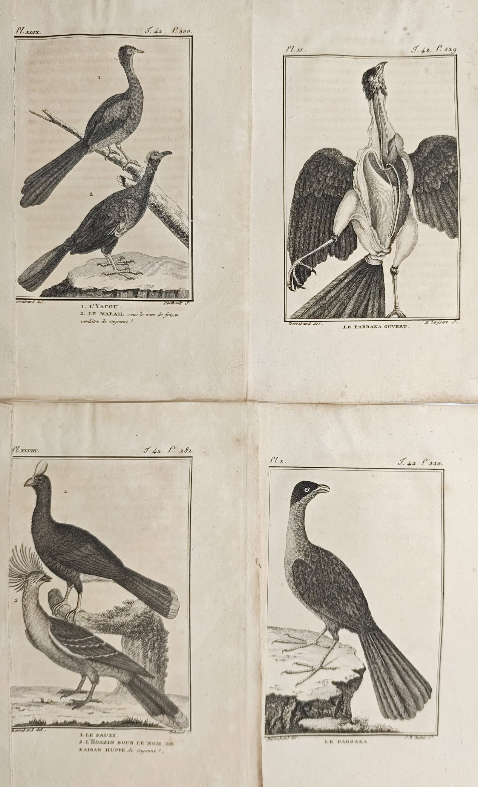 Georges-Louis Leclerc de Buffon – Set of 4: Guans, Curassows, Hoatzins – Engravings (1 of 2)