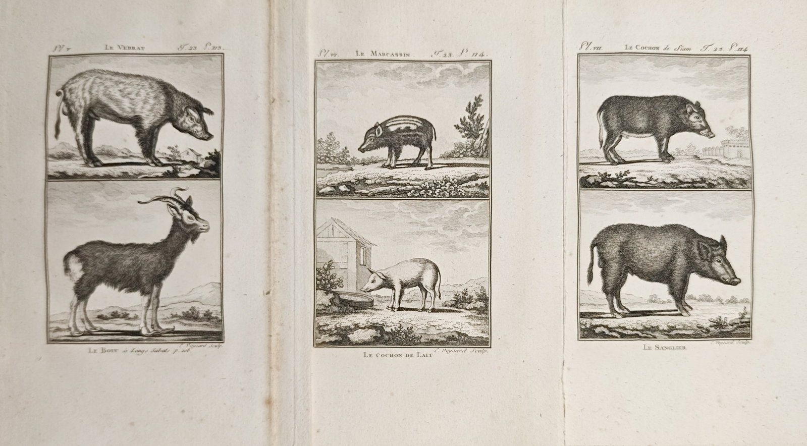 Georges-Louis Leclerc de Buffon – Set of 3: Wild Boars, Domestic Swine, Pigs – Engravings: "Studies of Wild Boars, Domestic Swine, Suckling Pigs, and Goats" presents a zoological suite illustrating varied suids and caprines within rural landscapes and pastoral settings. The compositions pro