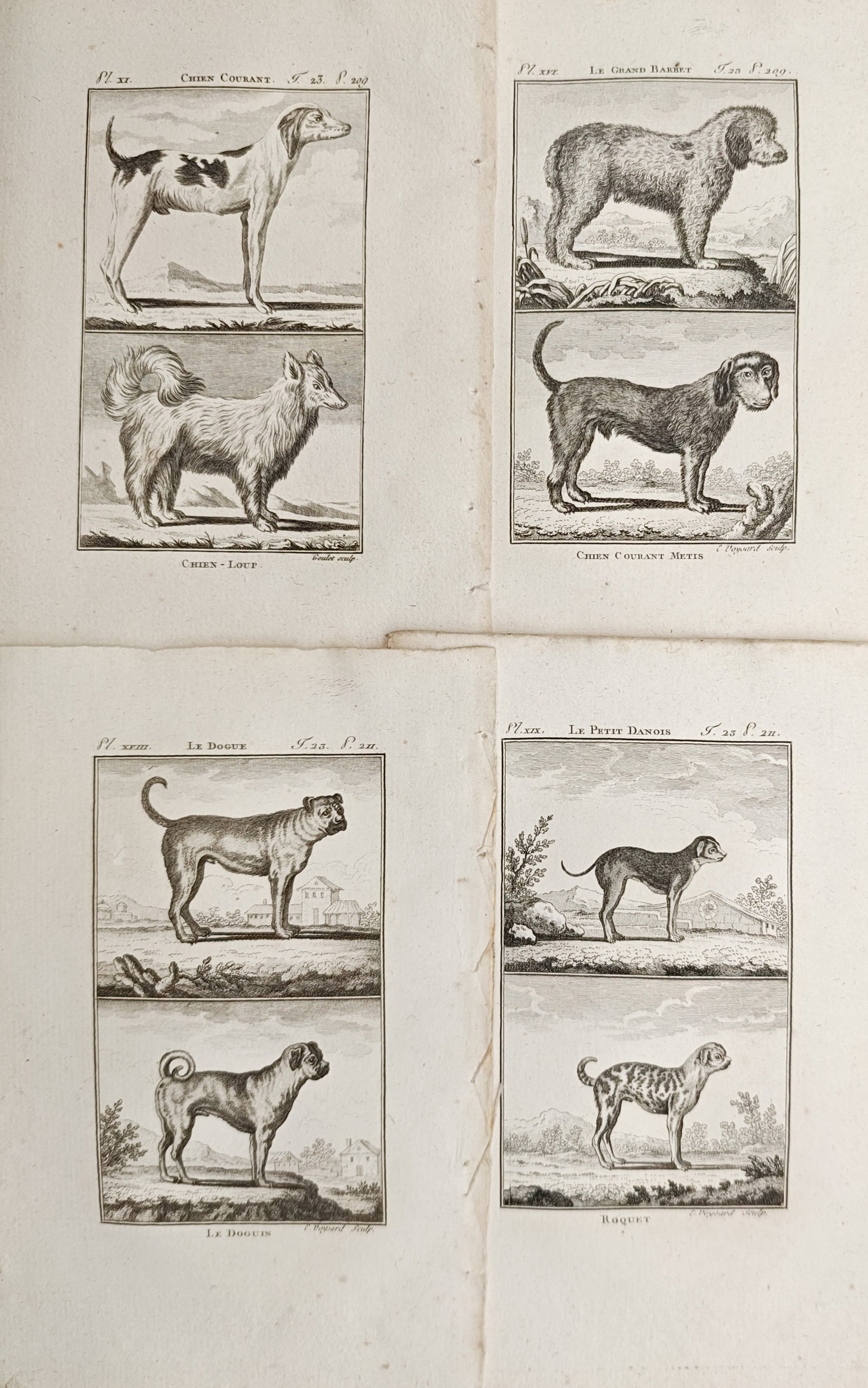 Georges-Louis Leclerc de Buffon – Set of 4: Hounds, Pugs, Mastiffs, and Breeds – Engravings: "Studies of Hounds, Pugs, Mastiffs, and Canine Breeds" presents a zoological suite illustrating diverse domestic dog varieties depicted in standing profile within landscape settings. The compositions 