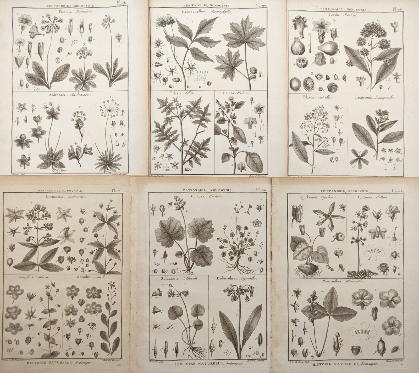 Robert Bénard – Set of 6: Primroses, Waterleaf, Cyclamen, and Pentandrous Flora – Engravings (1 of 2)