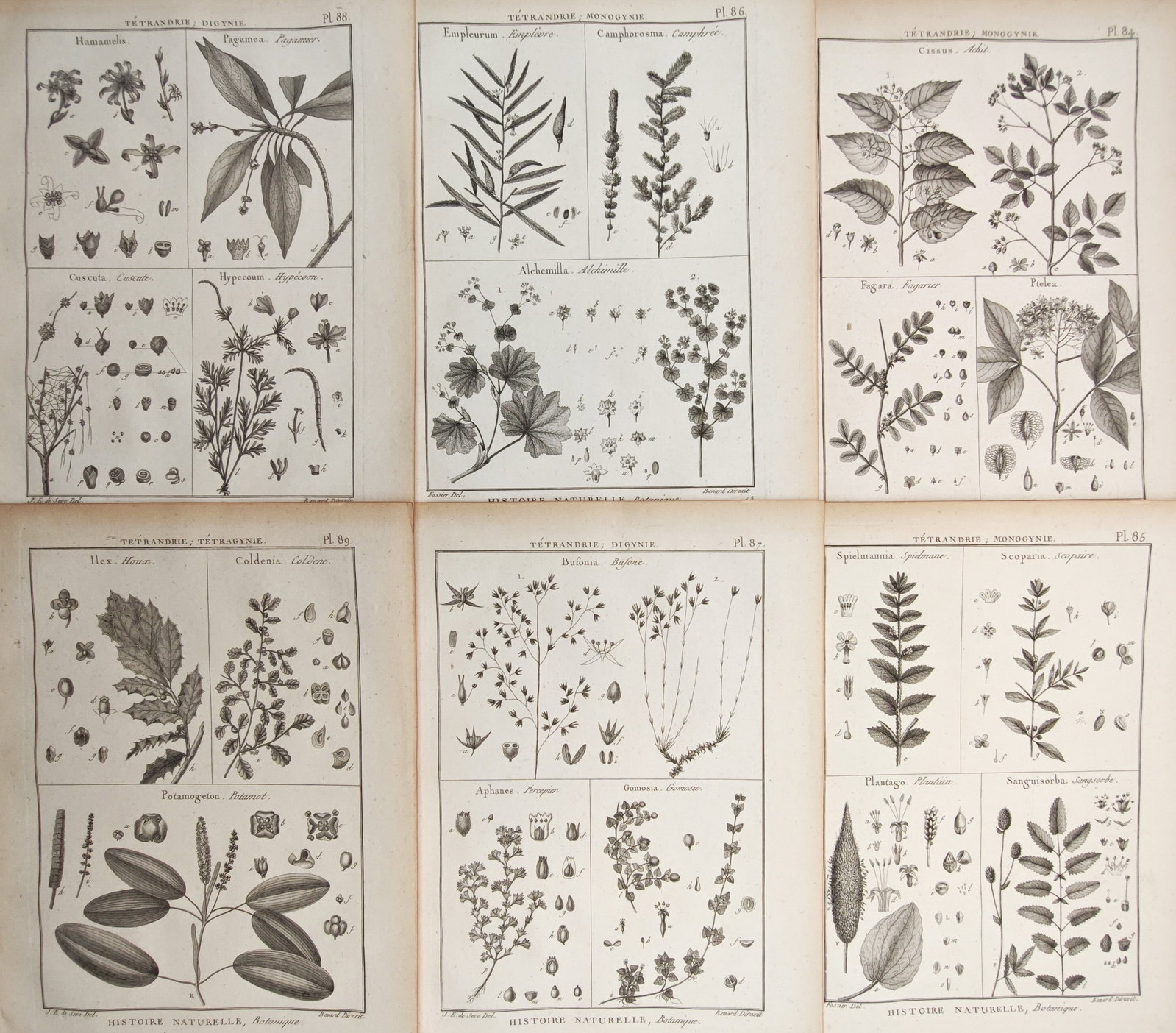 Robert Bénard – Set of 6: Lady's Mantle, Holly, Pondweed, and Tetrandrous Flora – Engravings (1 of 2)