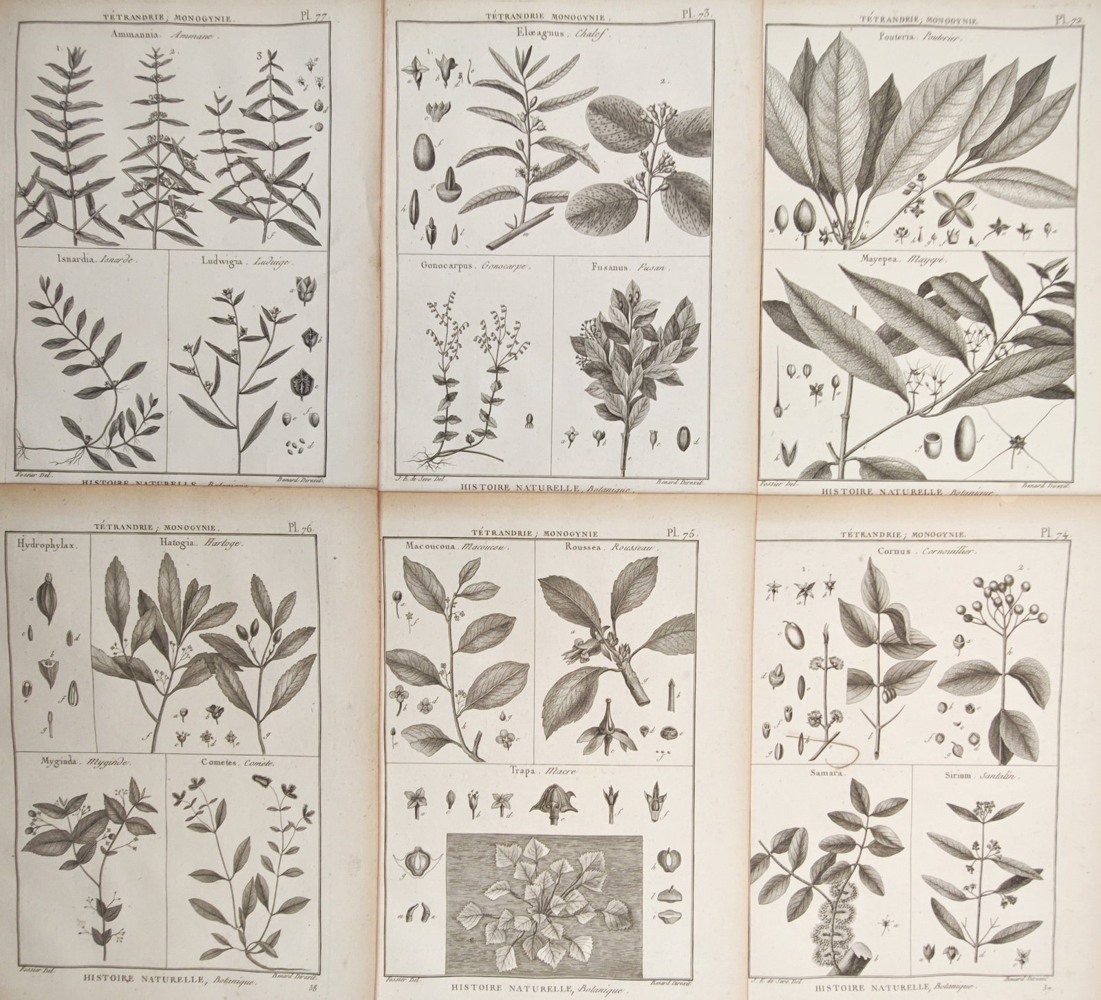 Robert Bénard – Set of 6: Silverberry, Dogwood, Water Chestnut – Engravings (18th Century): "Studies of Silverberry, Dogwood, Water Chestnut, and Tetrandrous Flora" presents a systematic botanical suite illustrating leafy branches, berry clusters, floating rosettes, and microscopic seed diss