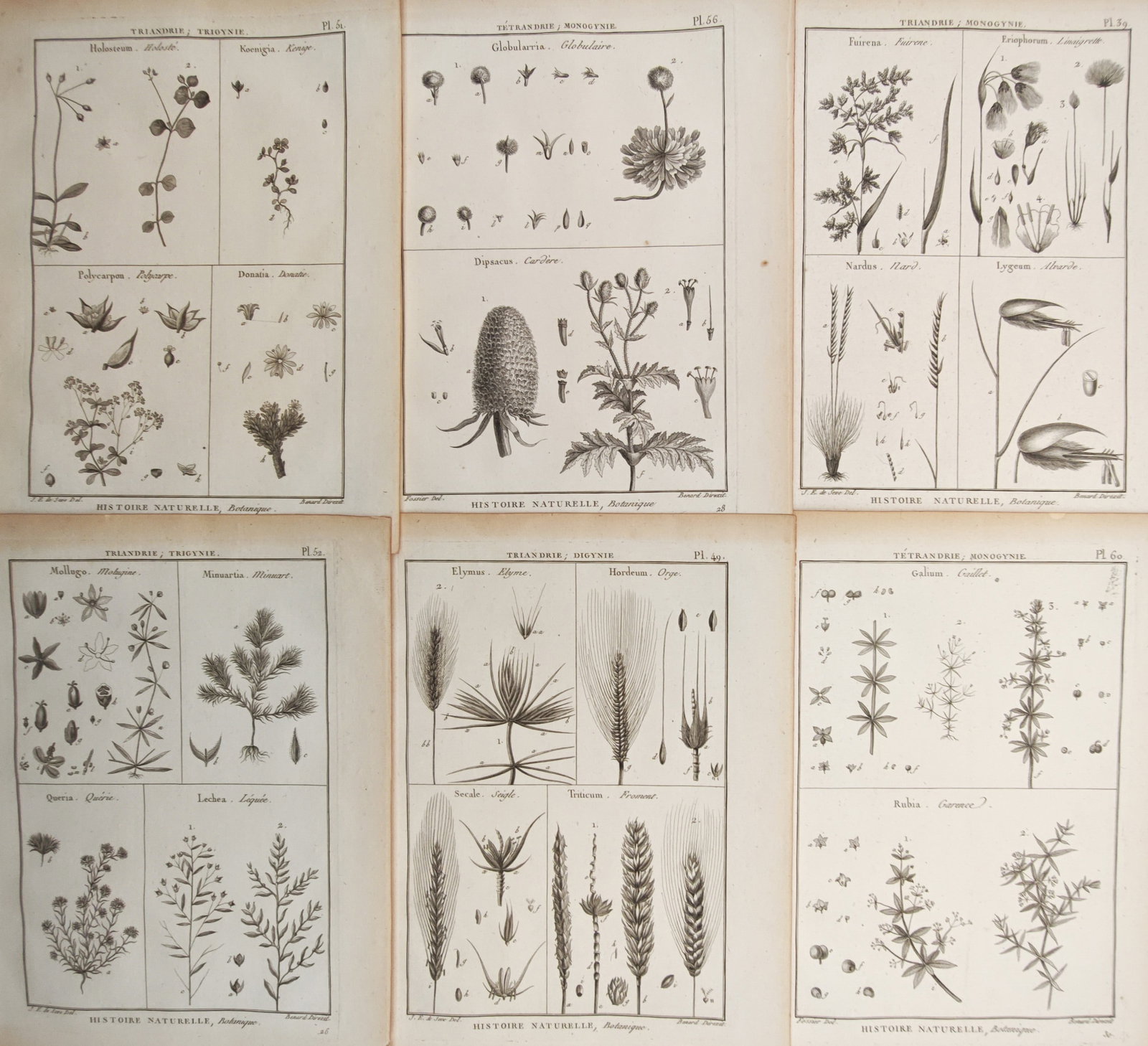 Robert Bénard – Set of 6: Teasels, Wild Grasses, Cereals, Bedstraws – Engravings (18th Century) (1 of 2)