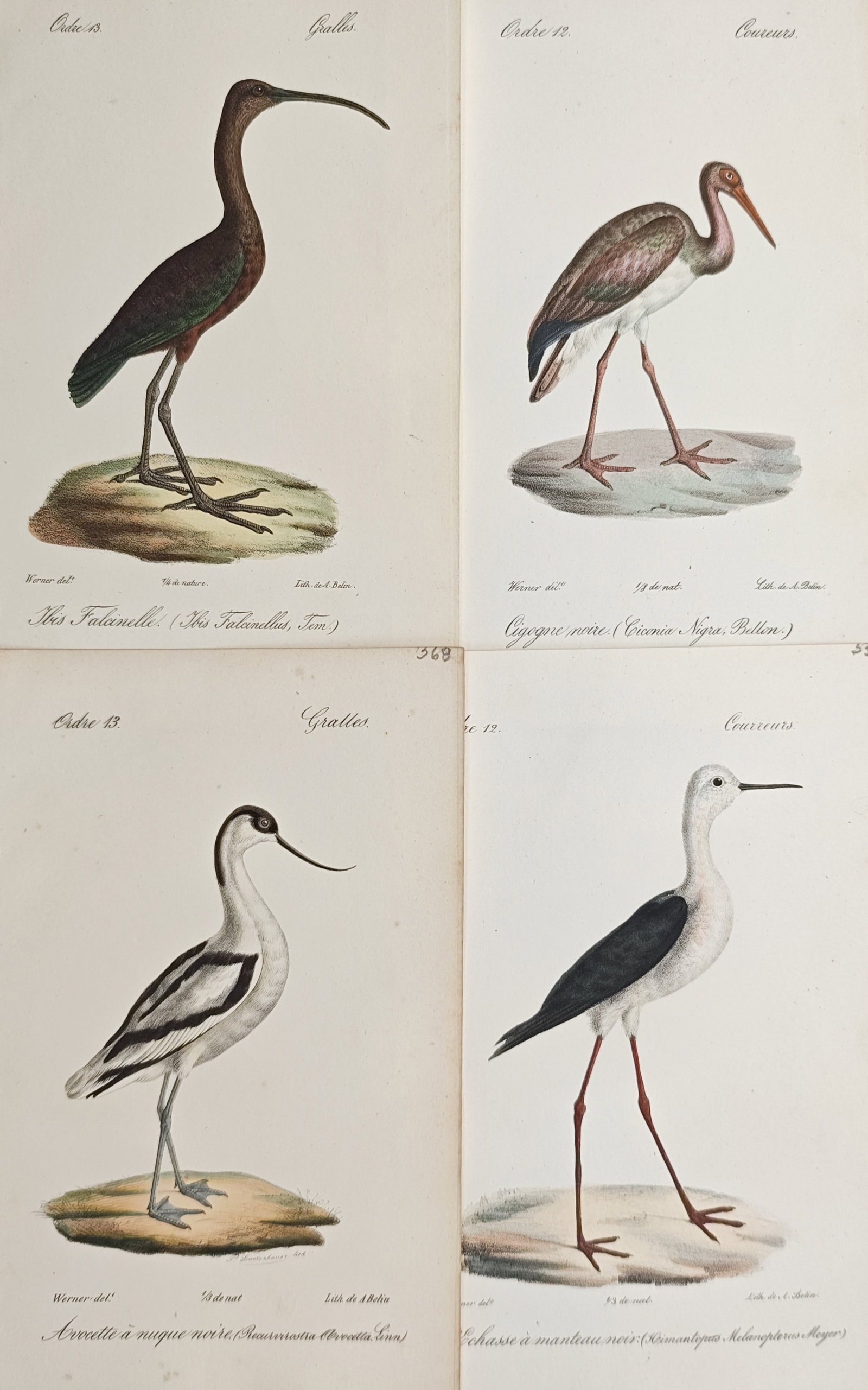 Jean-Charles Werner – Set of 4: Glossy Ibis, Black Stork, Pied Avocet – Lithographs (19th (1 of 2)