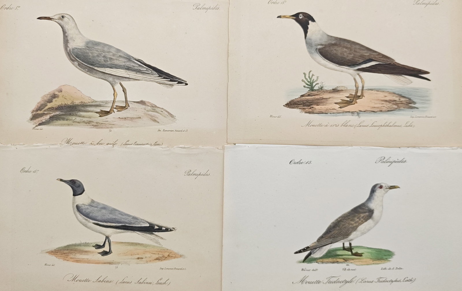 Jean-Charles Werner – Set of 4: Sabine's Gull, Kittiwake, White-Eyed Gull – Lithographs: "Studies of Sabine's Gull, Kittiwake, White-Eyed Gull, and Slender-Billed Gull" presents an ornithological suite illustrating diverse coastal gulls depicted in standing profile upon mounds of earth an