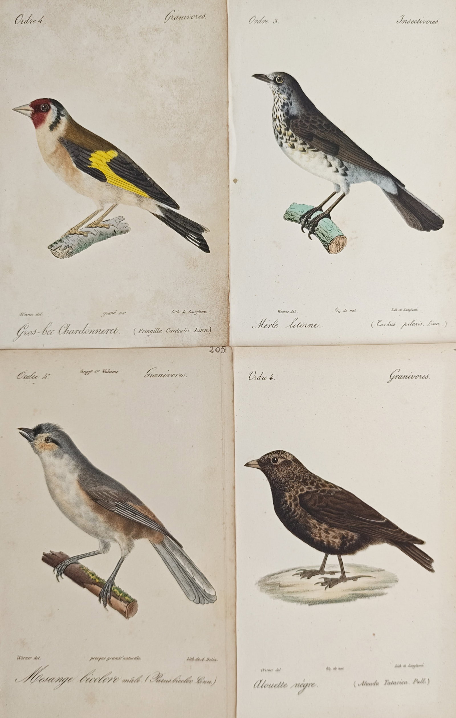 Jean-Charles Werner – Set of 4: European Goldfinch, Fieldfare, Tufted Titmouse – Lithographs: "Studies of European Goldfinch, Fieldfare, Tufted Titmouse, and Black Lark" presents an ornithological suite illustrating diverse songbirds and passerines perched upon wooden branches and earthy groun