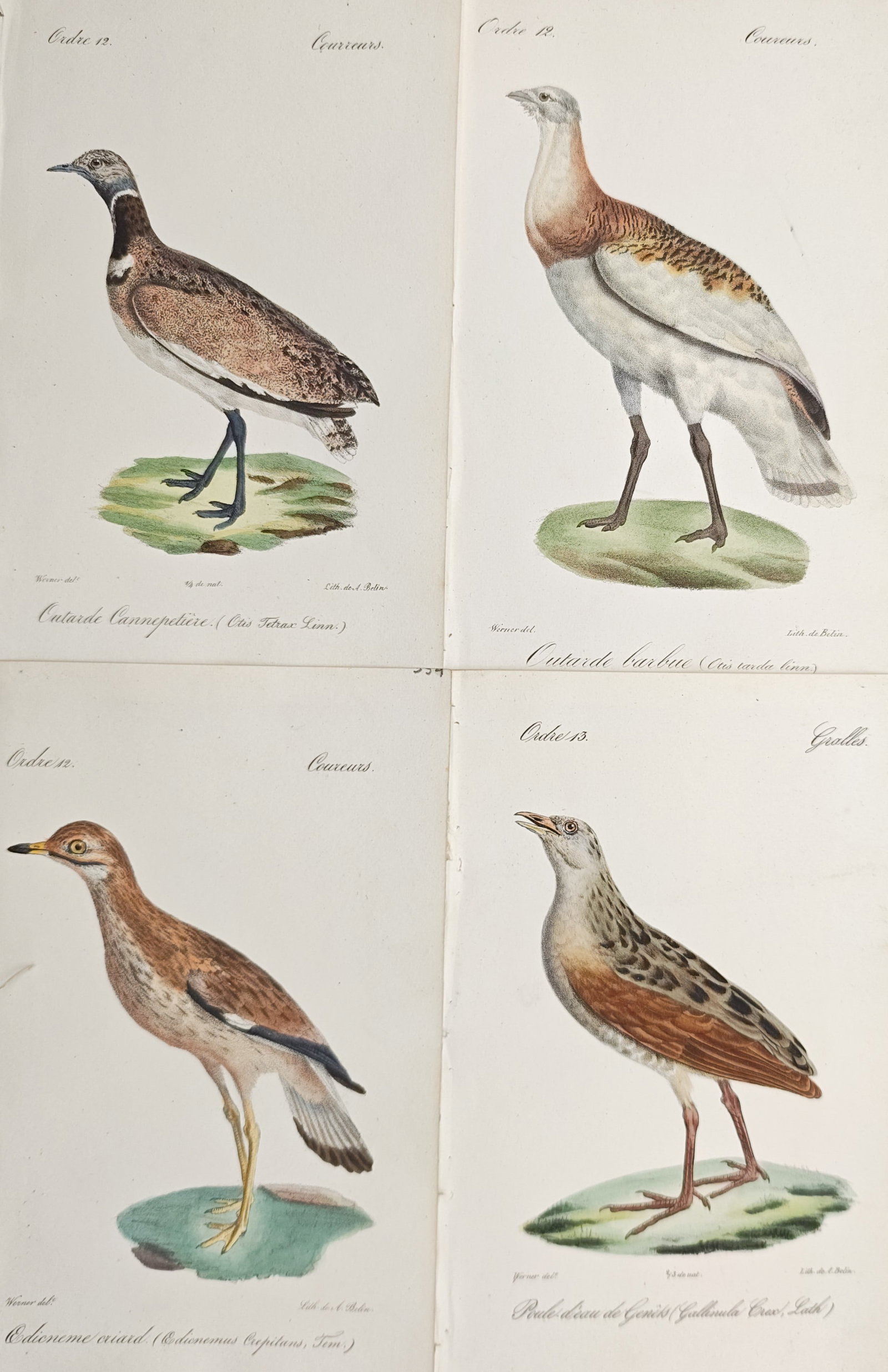 Jean-Charles Werner – Set of 4: Little Bustard, Great Bustard, Eurasian Stone-Curlew – (1 of 2)