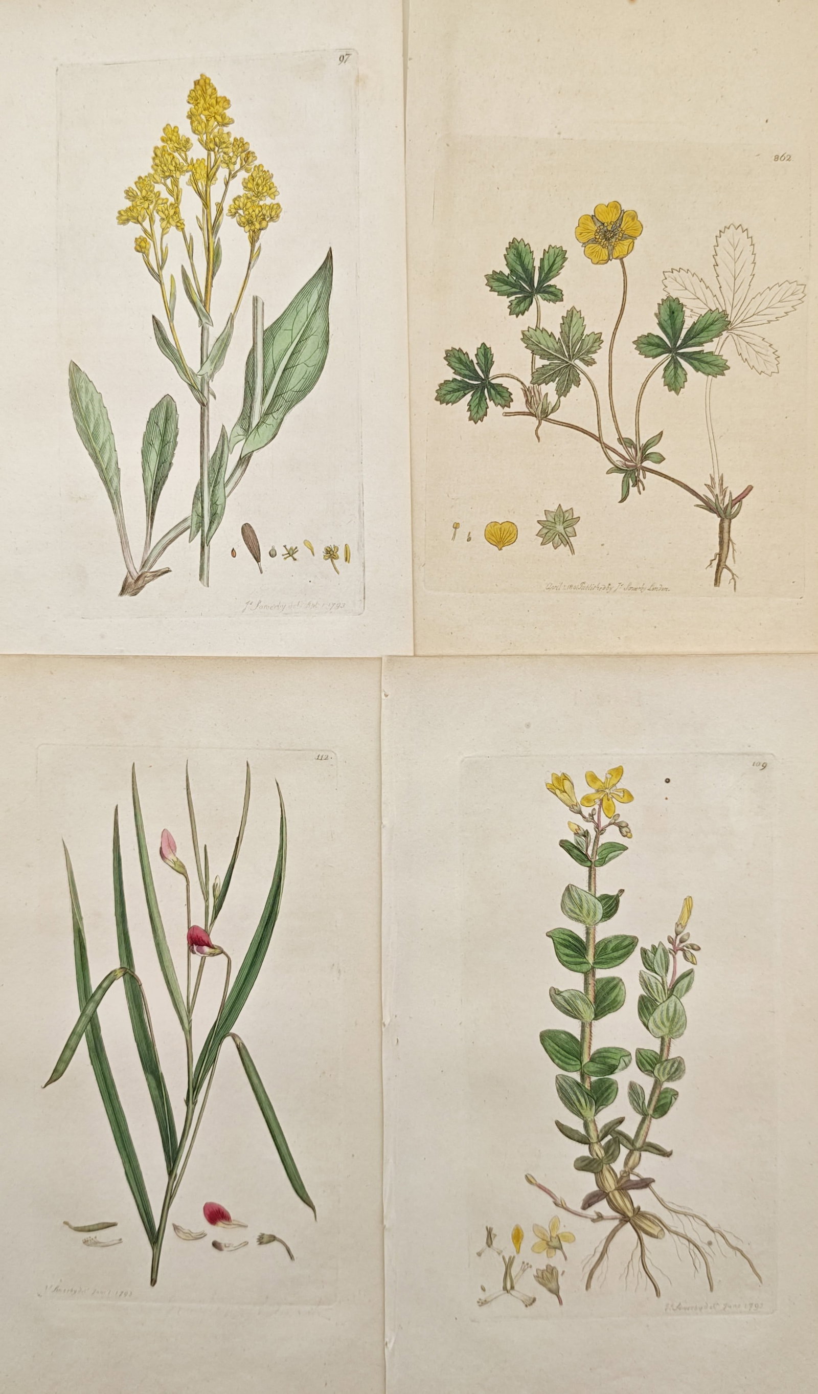James Sowerby – Set of 4: Goldenrod, Cinquefoil, Grass Vetchling, and St. John's Wort –: "Studies of Goldenrod, Cinquefoil, Grass Vetchling, and St. John's Wort" presents a botanical suite illustrating hand-colored flowering specimens, root structures, and morphological seed dissections a