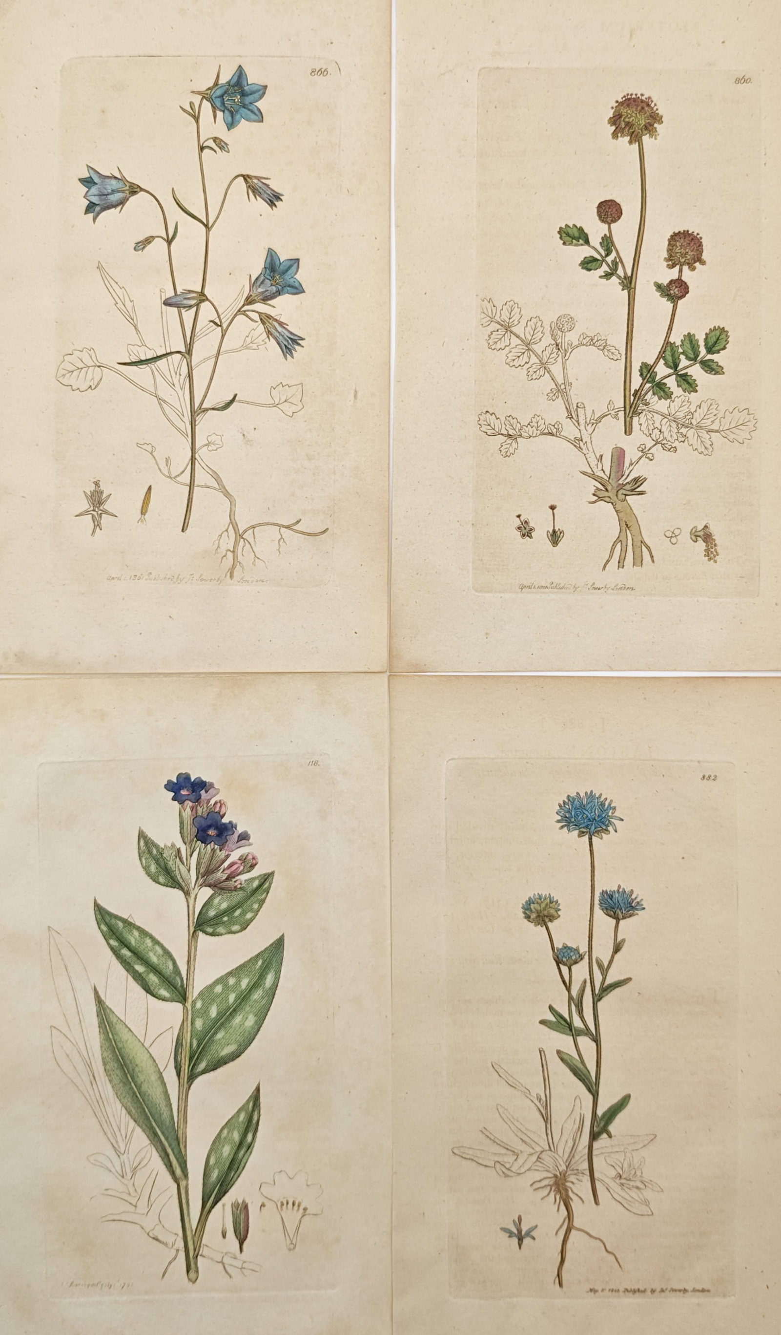 James Sowerby – Set of 4: Harebells, Salad Burnet, Lungwort, and Sheep's Bit – Engravings (1 of 2)