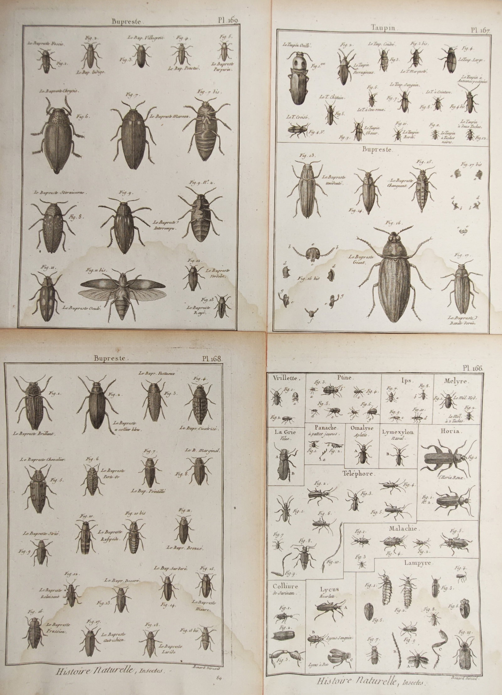 Robert Bénard – Set of 4: Jewel Beetles, Click Beetles, Glowworms, and Coleoptera – Engravings (1 of 2)