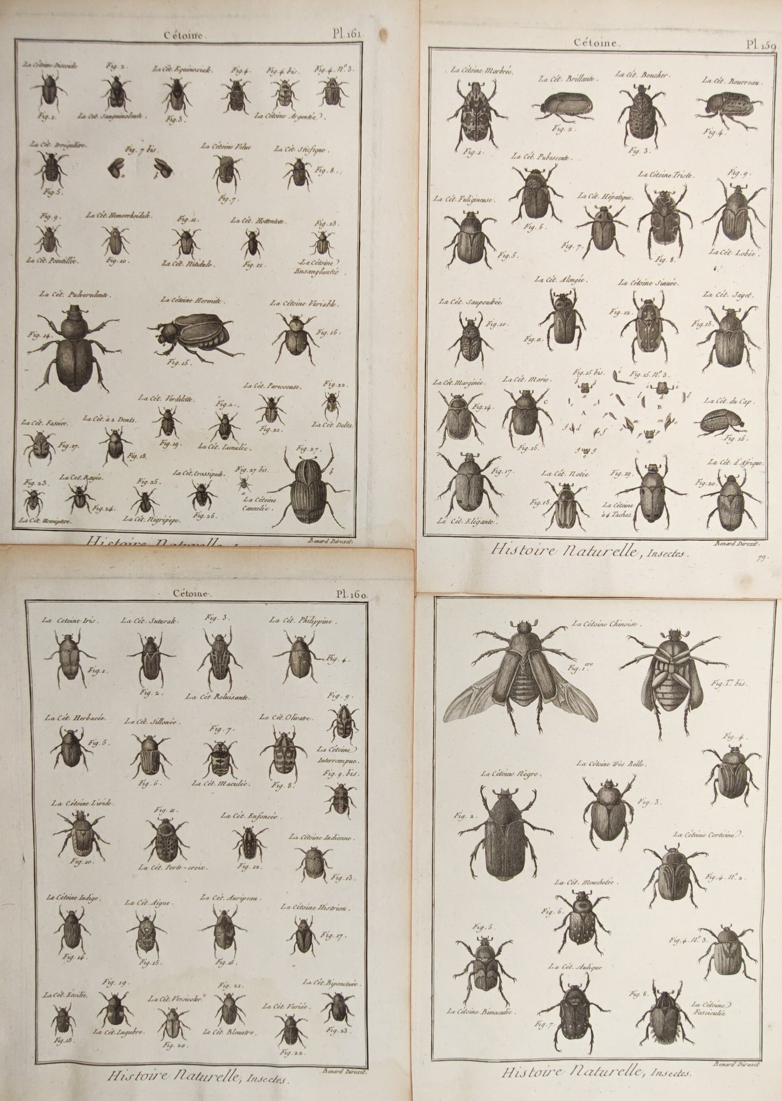 Robert Bénard – Set of 4: Rose Chafers, Flower Beetles, and Cetoniinae – Engravings (18th (1 of 2)