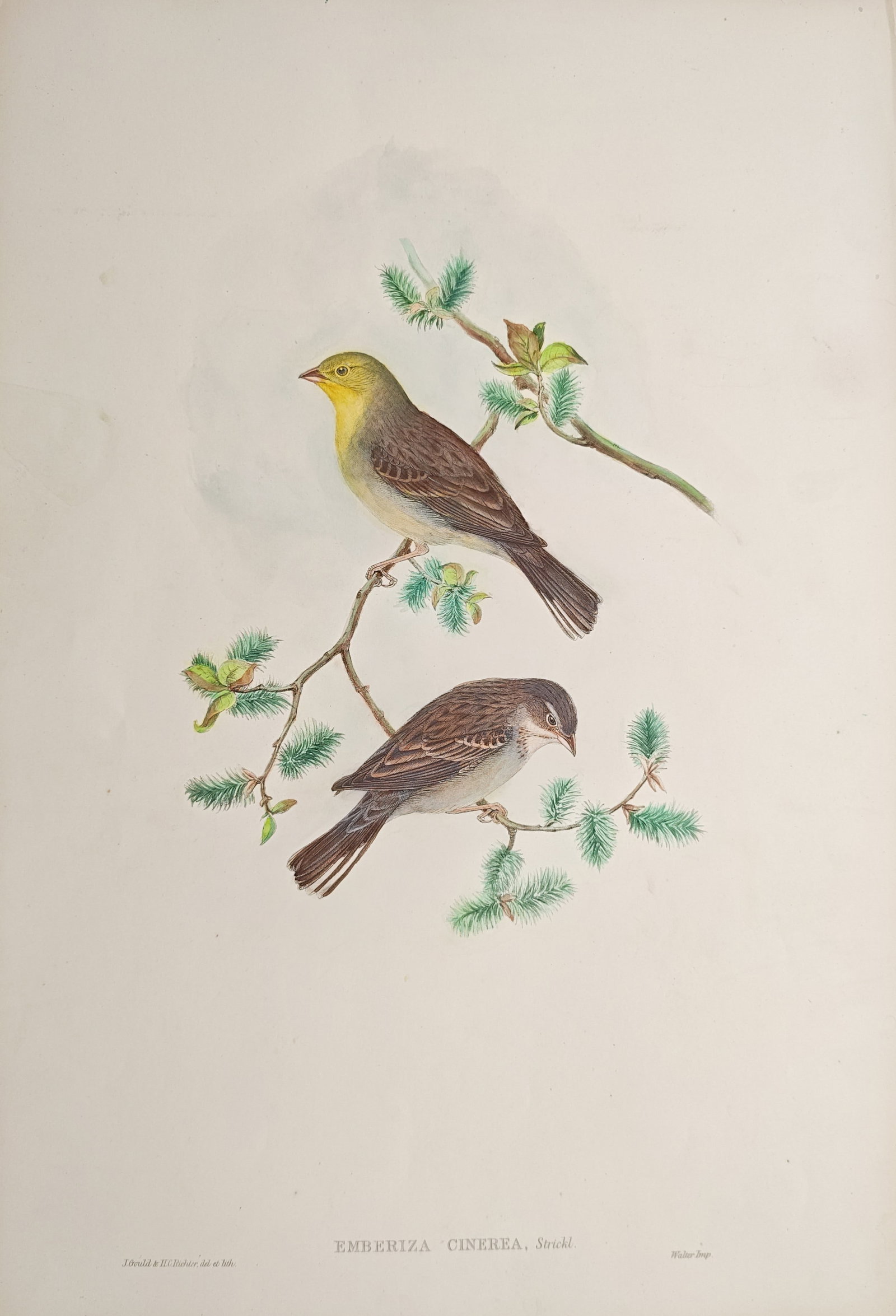 John Gould – Cinereous Bunting – Lithograph (1850–1883) (1 of 2)