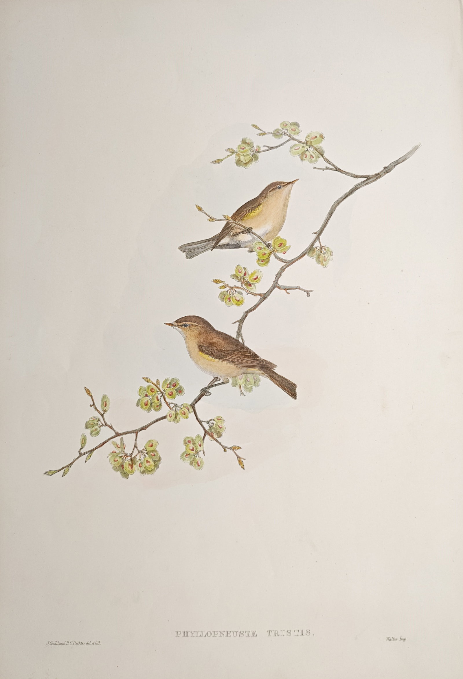 John Gould – Siberian Chiffchaff – Lithograph (1850–1883) (1 of 2)