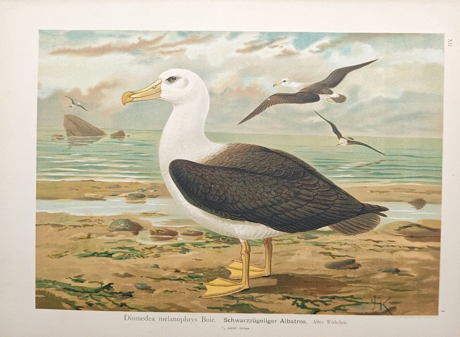 Johann Friedrich Naumann – Black-Browed Albatross – Lithograph (1897–1905): "Black-Browed Albatross" presents an ornithological study of an albatross standing along a coastal shoreline while other seabirds glide across the seascape. The lithograph was published in Gera betwee
