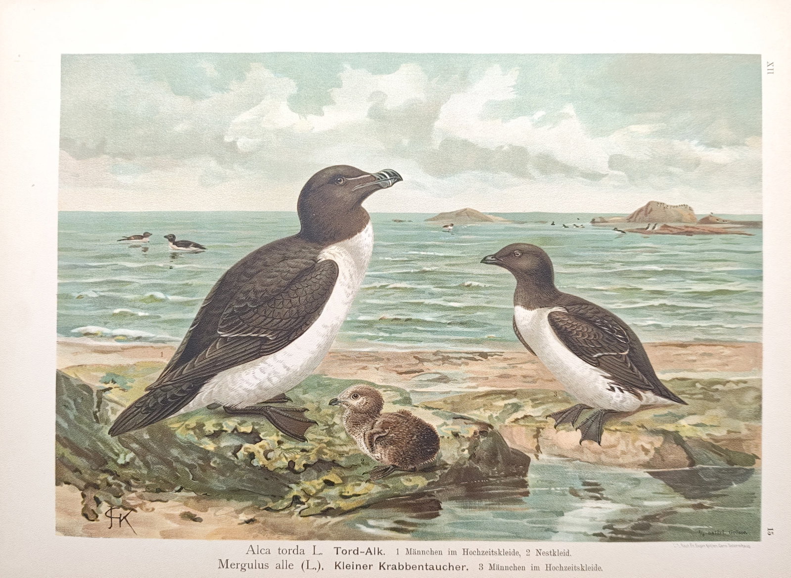 Johann Friedrich Naumann – Razorbill and Little Auk – Lithograph (1897–1905): "Razorbill and Little Auk" presents an ornithological study of seabirds and a chick gathered on a rocky coastal shore against an open marine backdrop. The lithograph was published in Gera between 1897