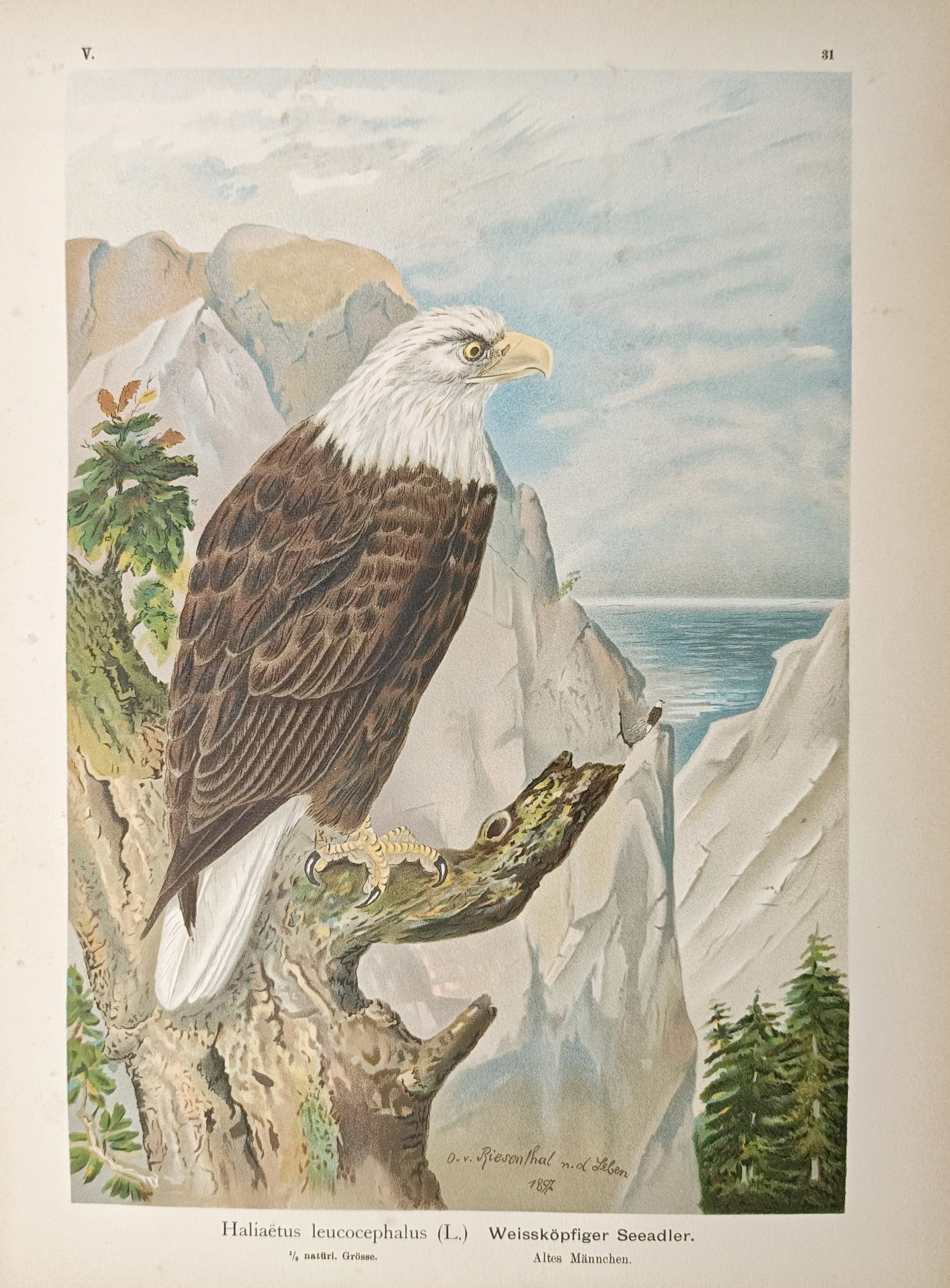 Johann Friedrich Naumann – Bald Eagle – Lithograph (1897–1905) (1 of 2)