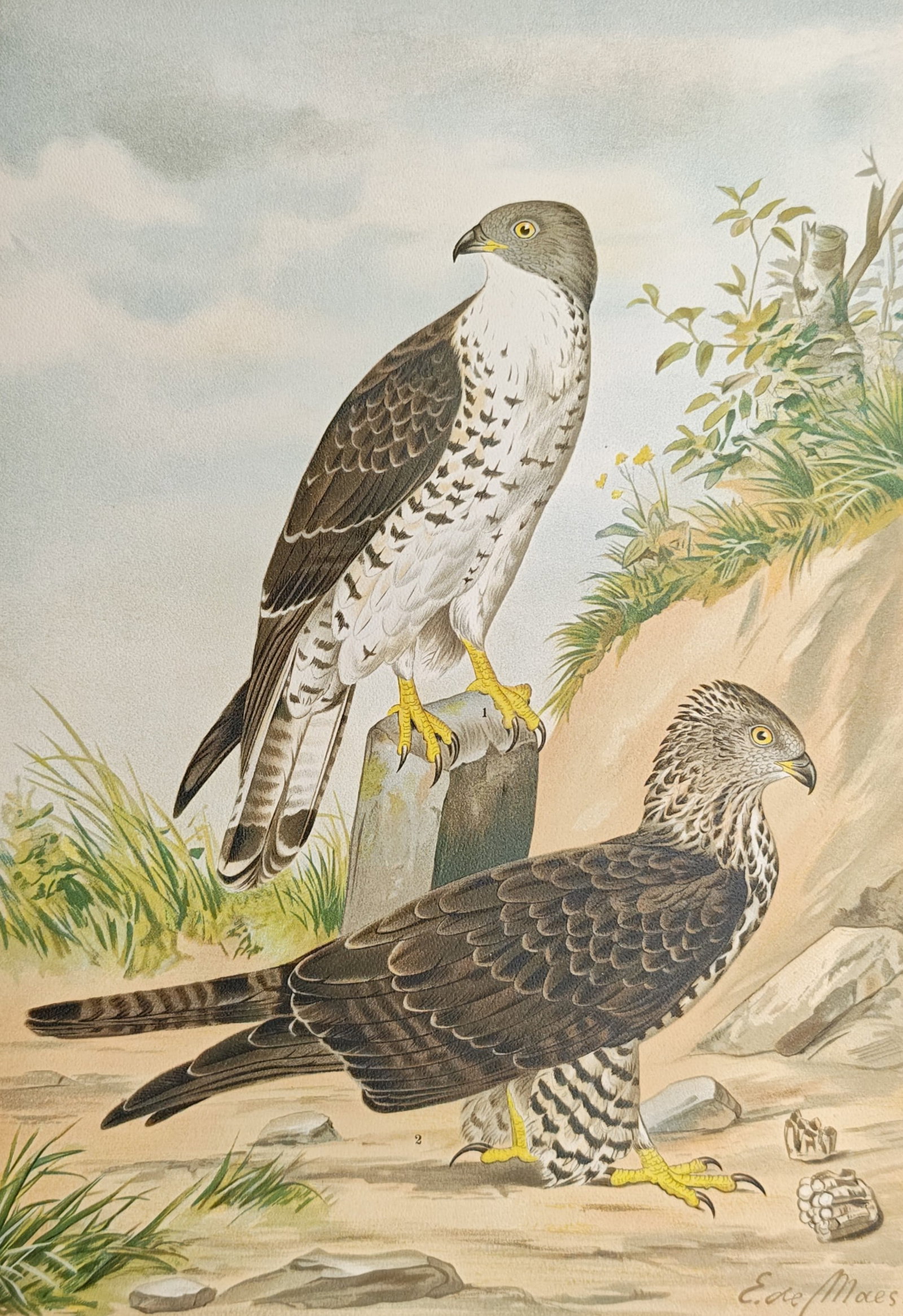 Johann Friedrich Naumann – European Honey Buzzard – Lithograph (1897–1905) (1 of 2)