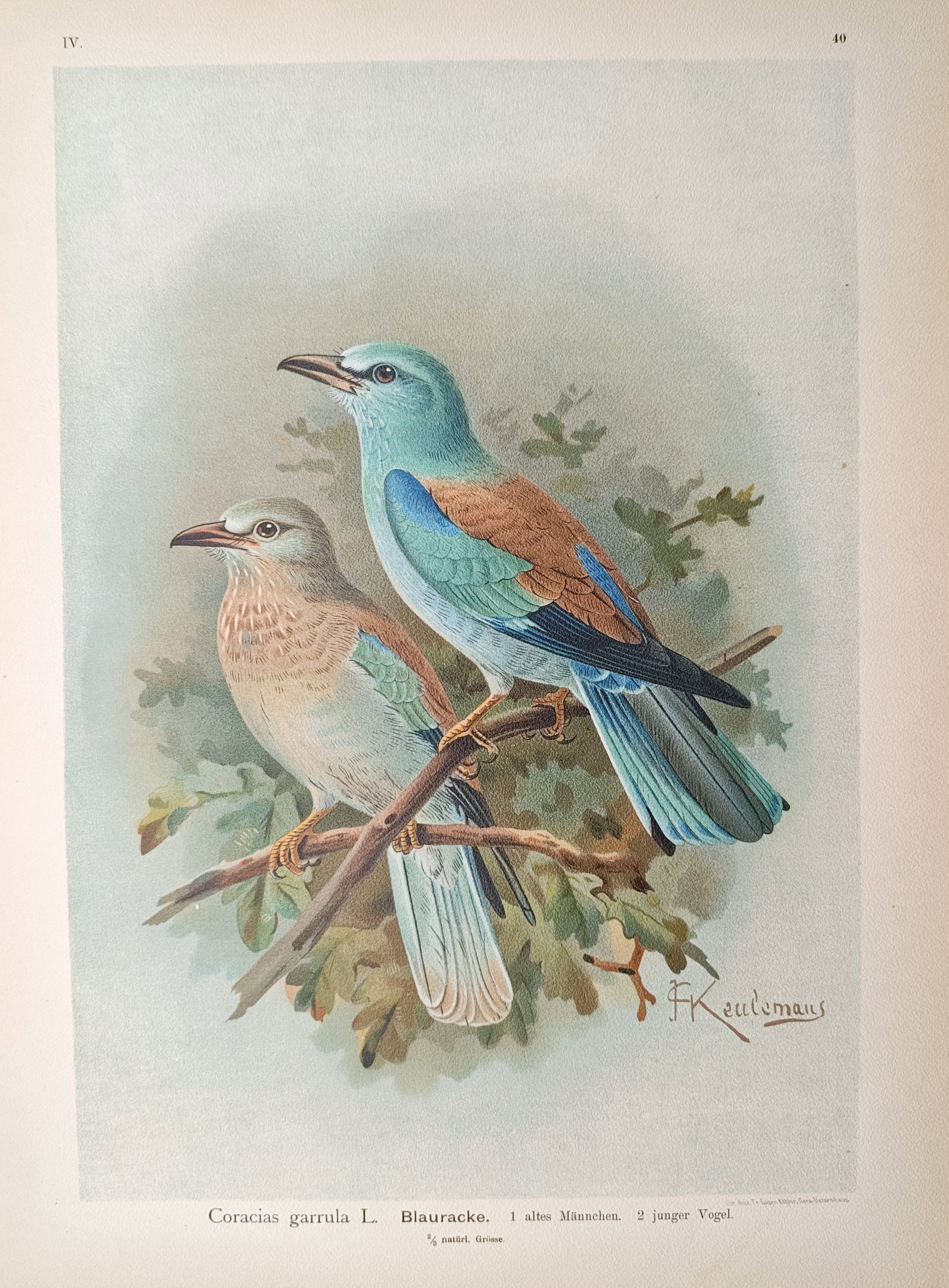 Johann Friedrich Naumann – European Roller – Lithograph (1897–1905) (1 of 2)