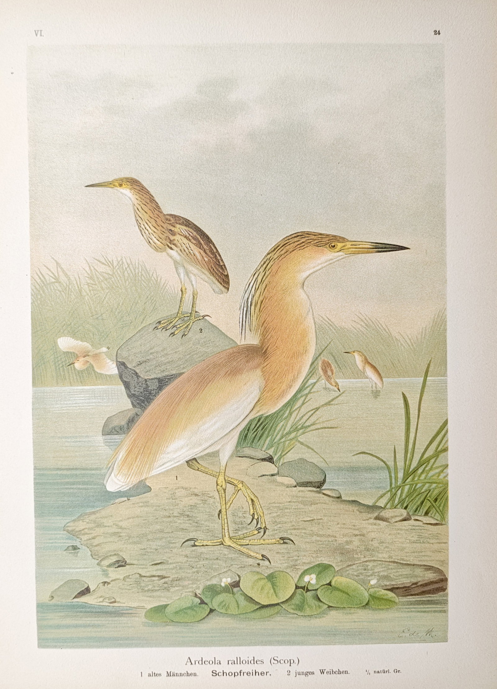 Johann Friedrich Naumann – Squacco Heron – Lithograph (1897–1905) (1 of 2)