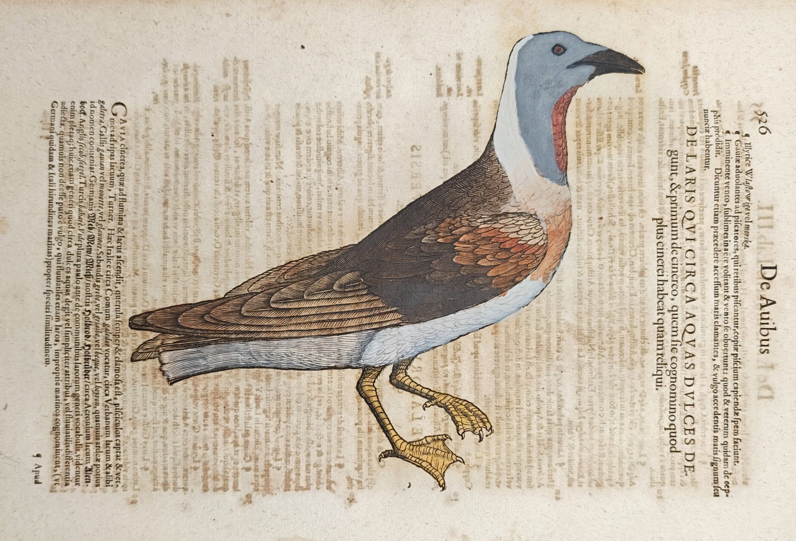 Conrad Gessner – Ash-Colored Gull – Woodcut (1555): "On Gulls That Live Near Fresh Waters" presents a hand-colored zoological study of an ash-colored gull with webbed feet shown in full profile alongside printed Latin commentary. The woodcut was publis