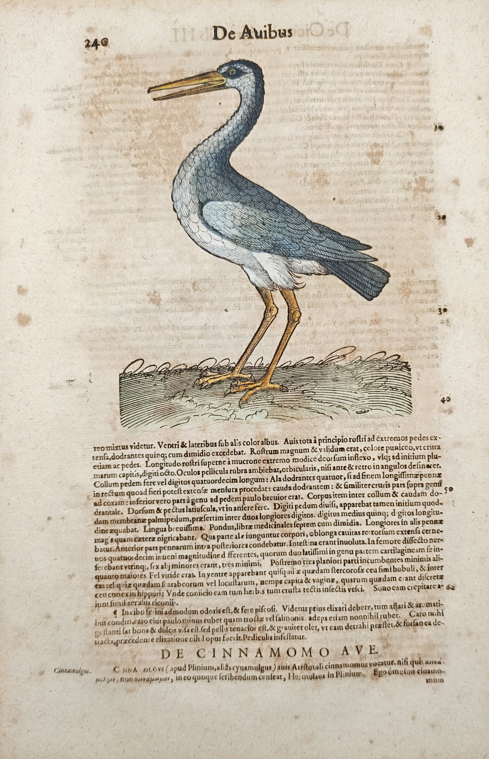 Conrad Gessner – White Stork and Cinnamon Bird – Woodcut (1555) (1 of 2)
