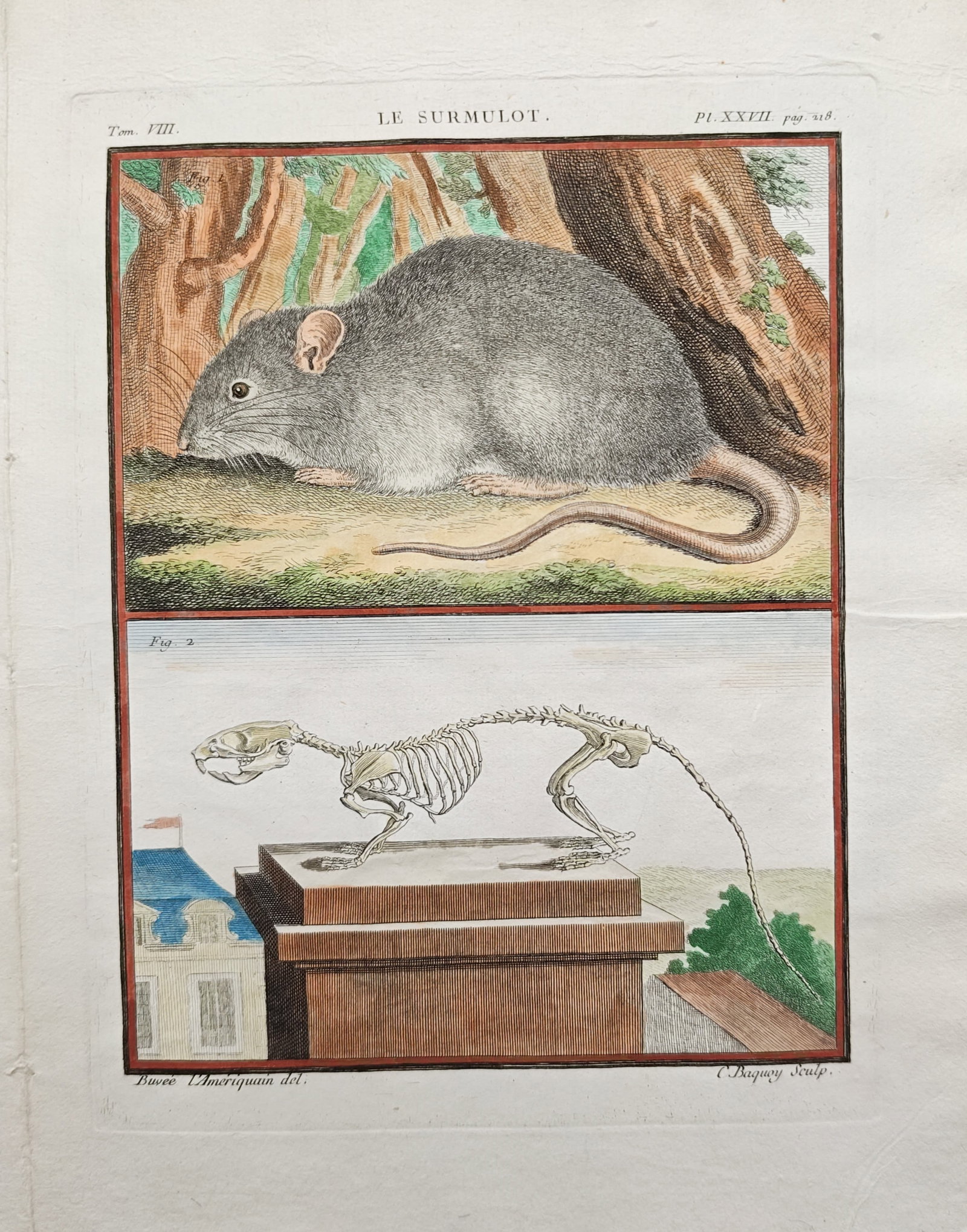 Georges-Louis Leclerc, Comte de Buffon – Brown Rat – Engraving (1749–1804): "The Brown Rat" presents a natural history study pairing a live depiction of a brown rat against a wooded backdrop with an anatomical study of its articulated skeleton. The hand-colored engraving was 