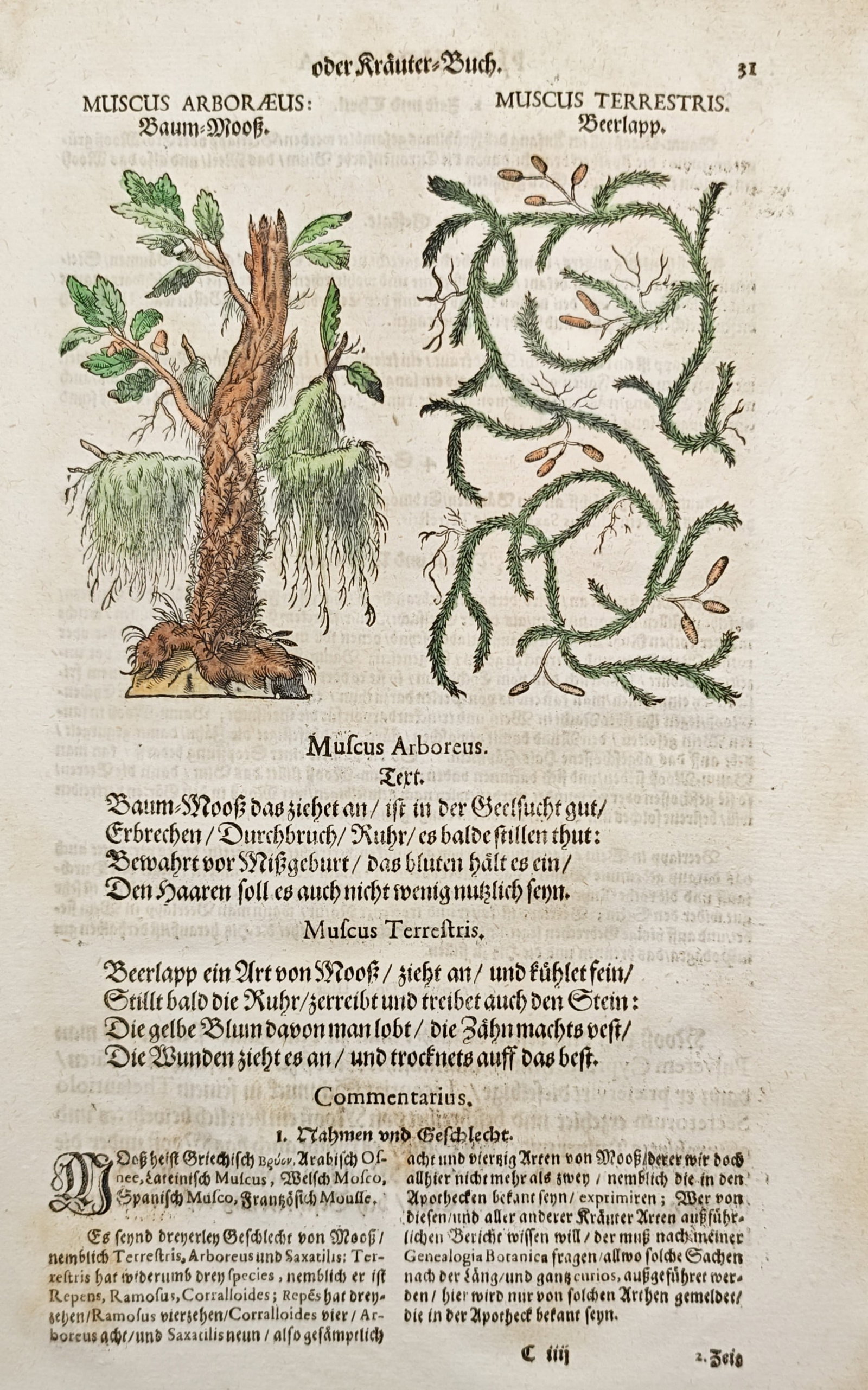 Pietro Andrea Mattioli – Tree Moss and Clubmoss – Woodcut (1590) (1 of 2)