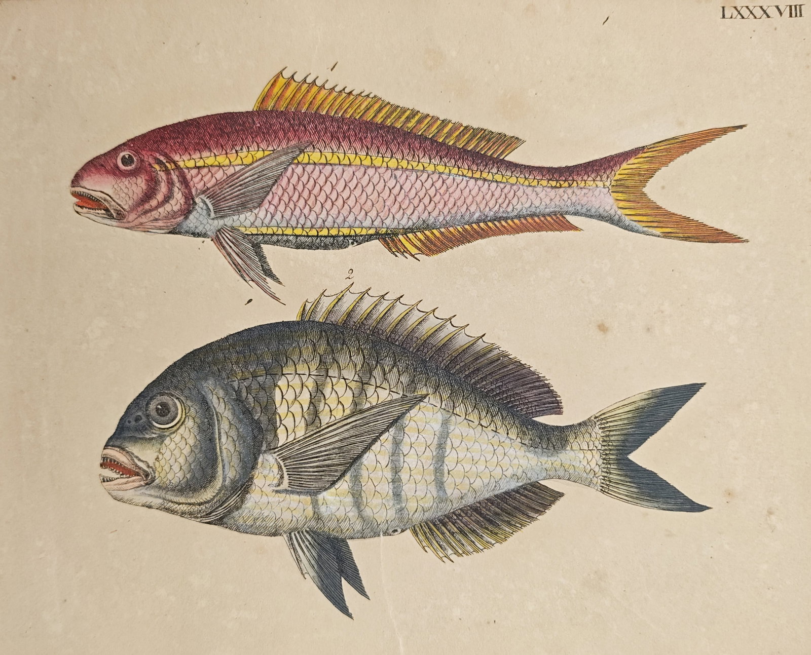 Friedrich Justin Bertuch – Red Mullet and White Seabream – Engraving (1790–1830) (1 of 2)