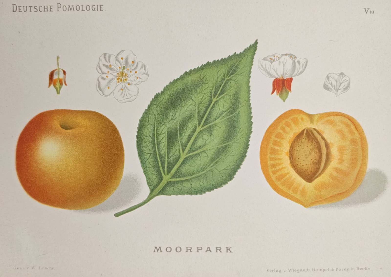 Wilhelm Lauche – Moorpark Apricot – Lithograph (1879–1884): "Moorpark" presents a botanical pomological study displaying the whole fruit, cross-section, leaf, and blossoms of the Moorpark apricot variety. The chromolithograph was published in Berlin between 18