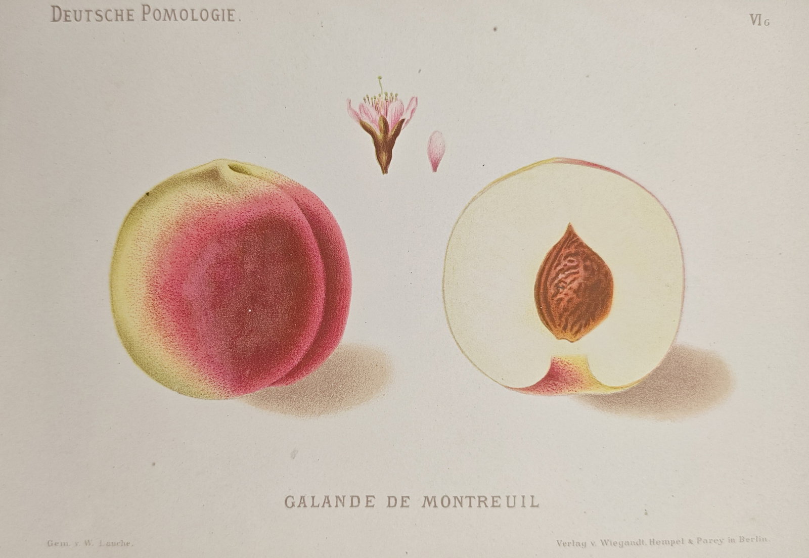 Wilhelm Lauche – Galande de Montreuil Peach – Lithograph (1879–1884): "Galande de Montreuil" presents a botanical pomological study illustrating the whole fruit, internal cross-section showing the stone, and delicate blossoms of the Galande de Montreuil peach cultivar. 