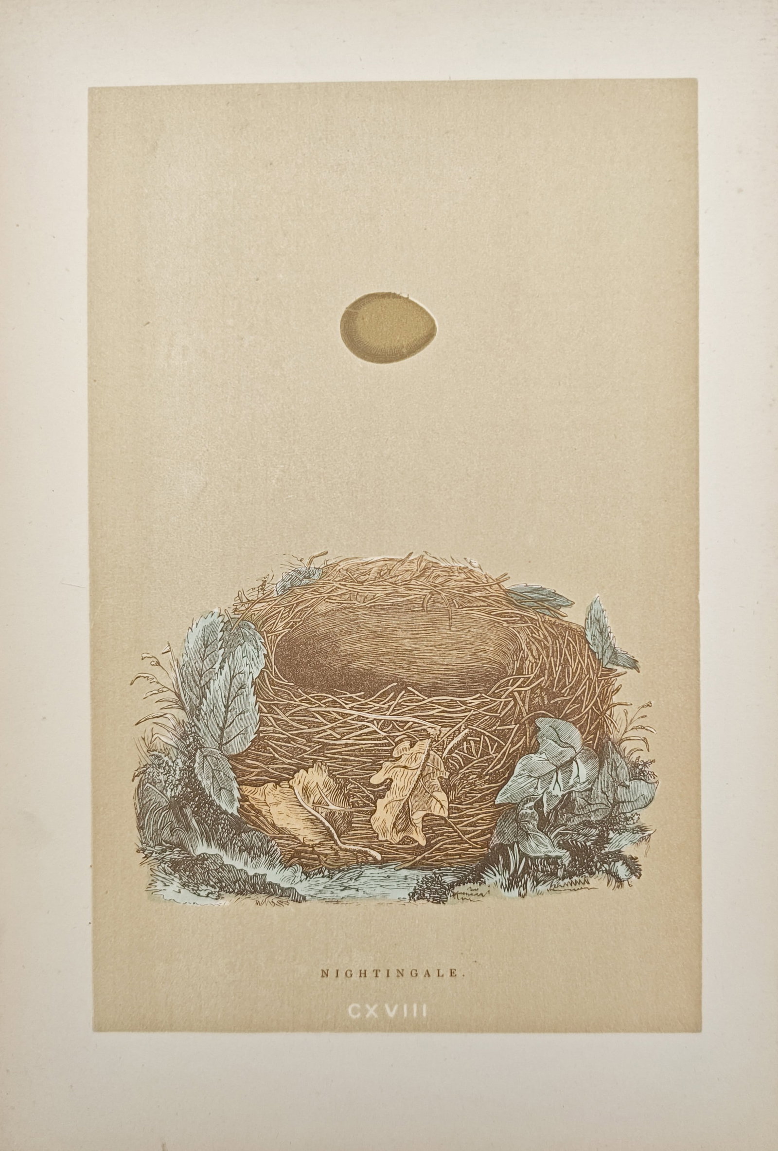 Francis Orpen Morris – Nightingale Nest and Egg – Woodcut (1853–1856): "Nightingale" presents an oological study illustrating the natural woven nest and single colored egg of a nightingale nestled amidst fallen leaves and foliage. The woodcut printed in colors was publis