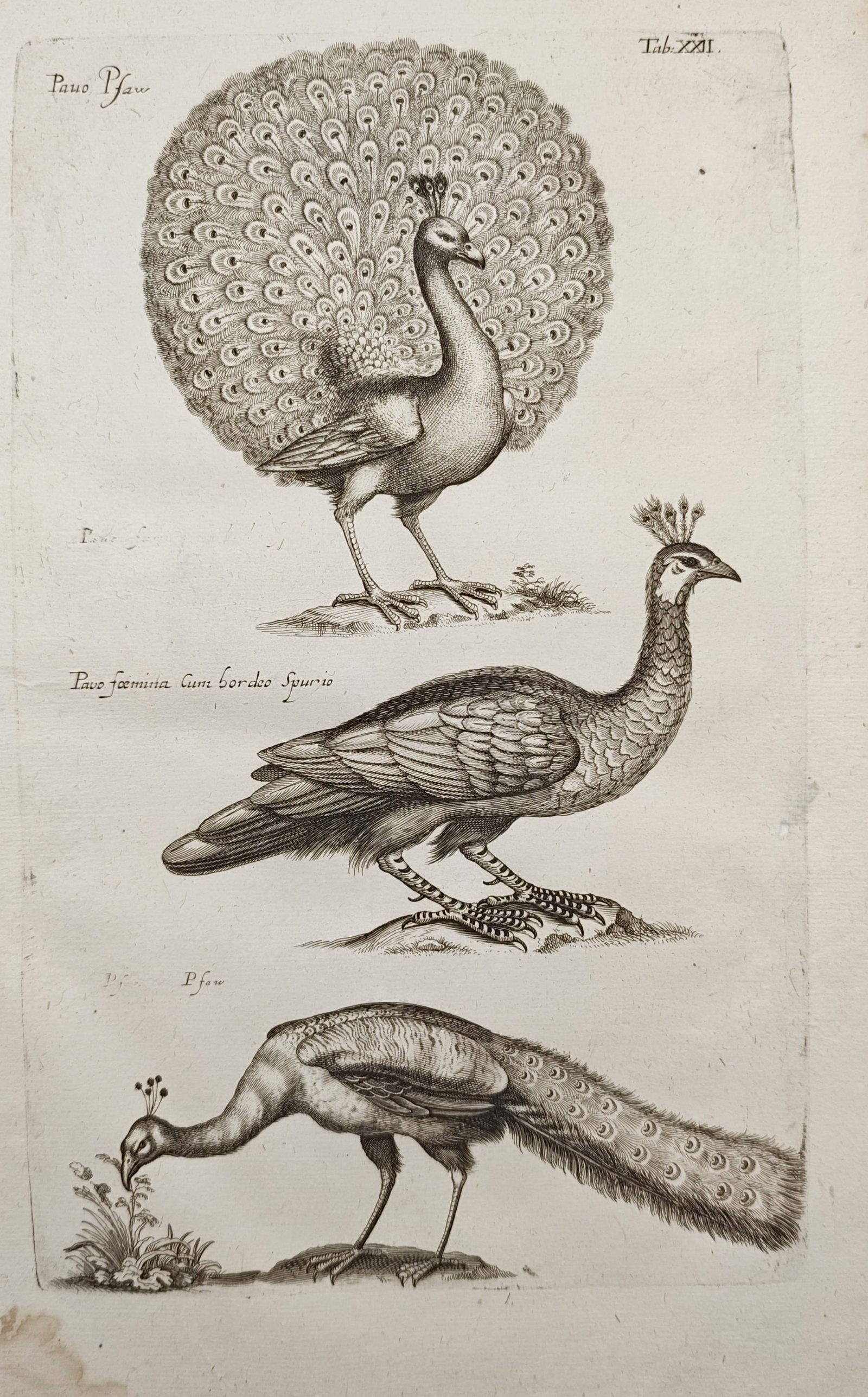 John Jonston – Peacocks and Peahen – Engraving (1650–1653) (1 of 2)