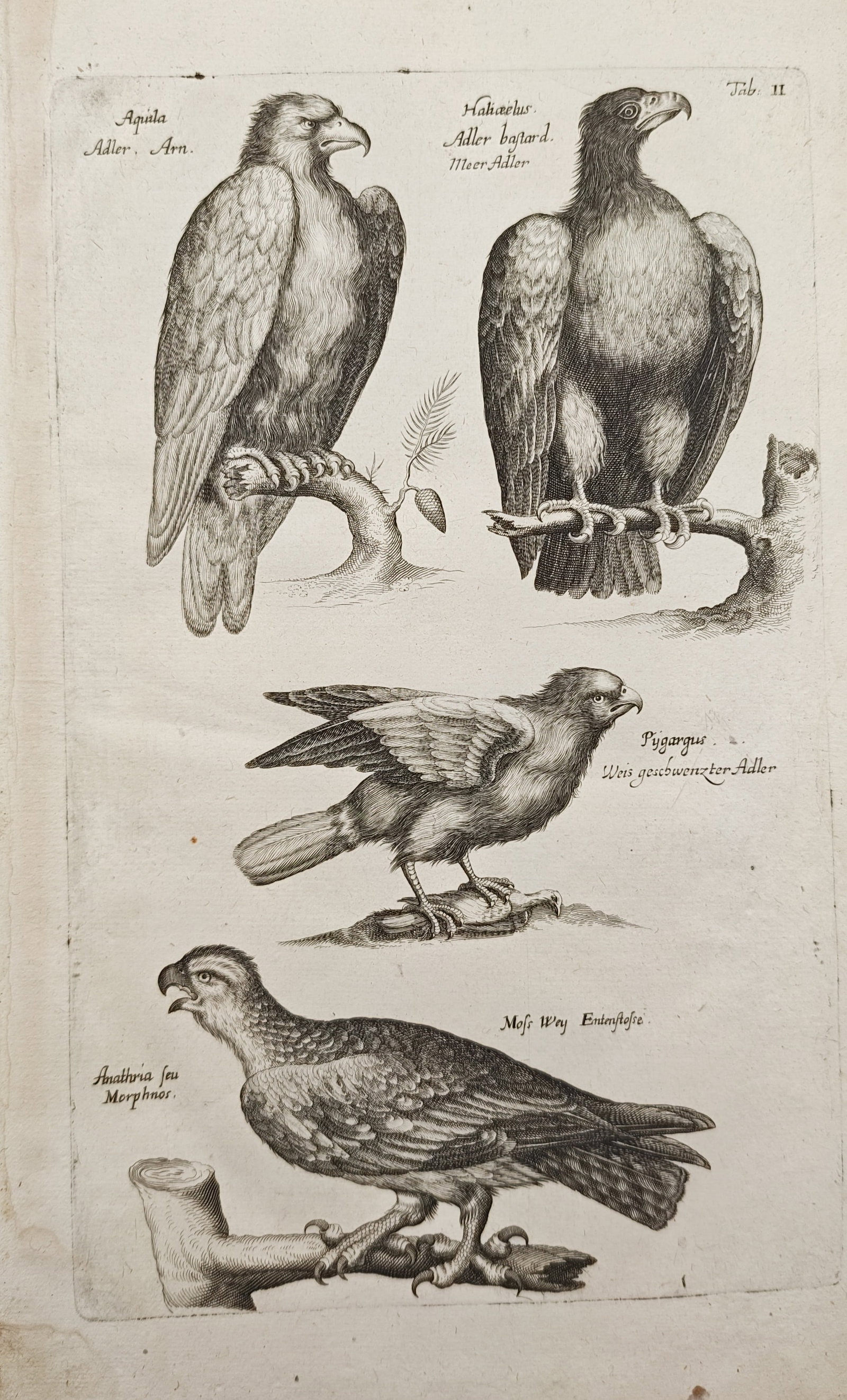 John Jonston – Eagles and Birds of Prey – Engraving (1650–1653): "Aquila" presents a seventeenth-century ornithological study illustrating four species of eagles and birds of prey perched on branches and ground mounts. The engraving was published in Frankfurt am Ma