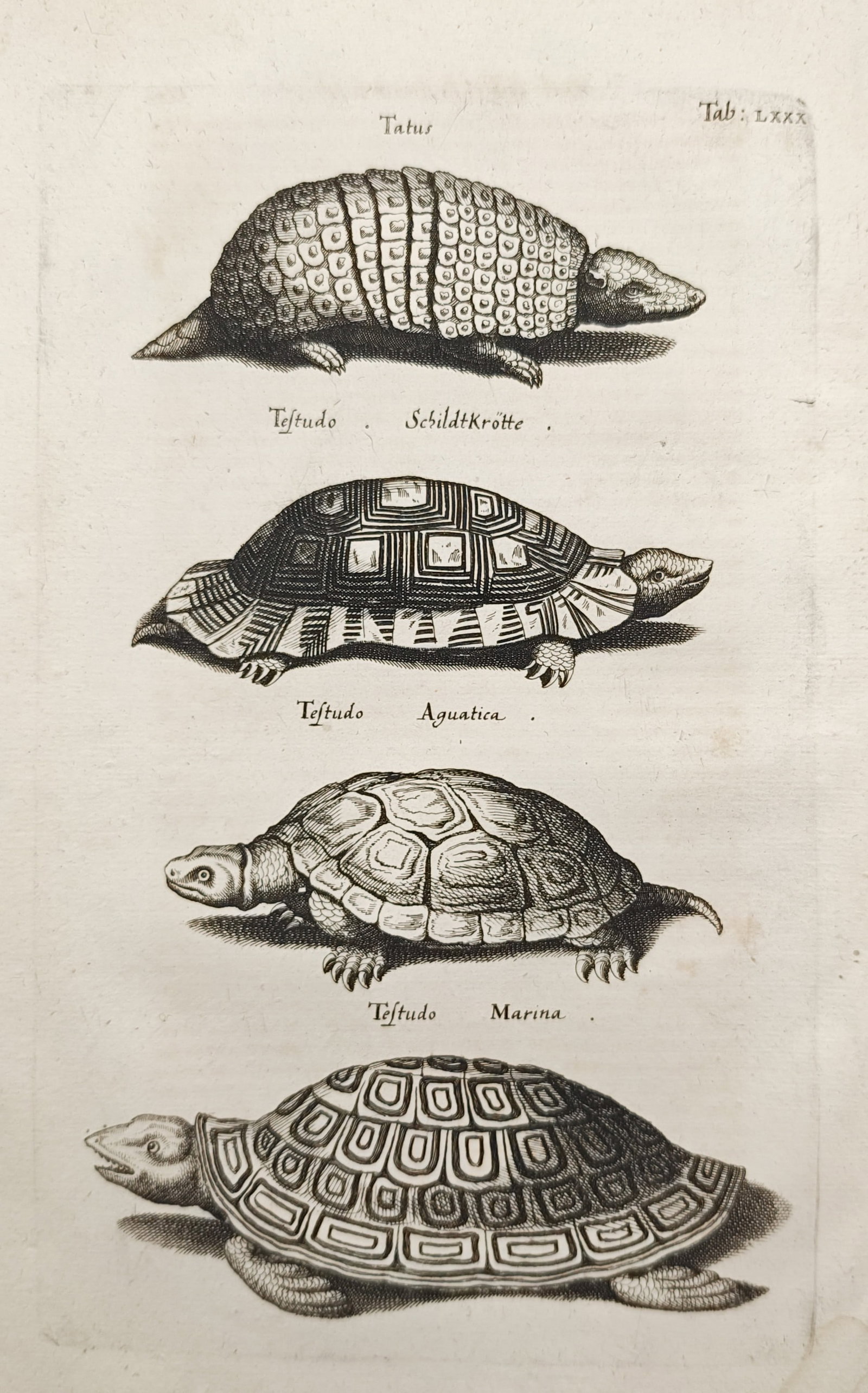 John Jonston – Armadillo and Turtles – Engraving (1650–1653) (1 of 2)
