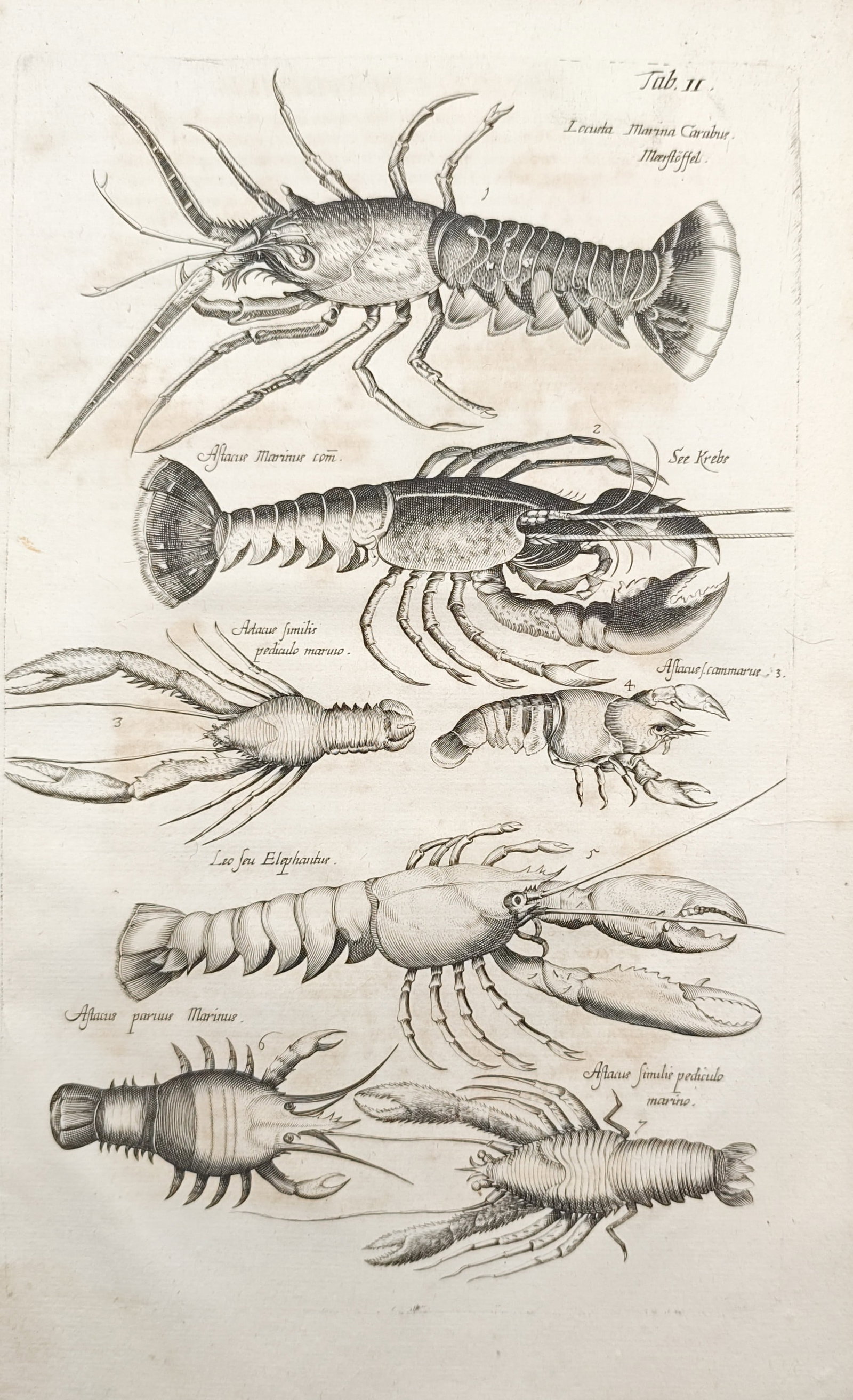 John Jonston – Marine Crustaceans and Lobsters – Engraving (1650–1657) (1 of 2)