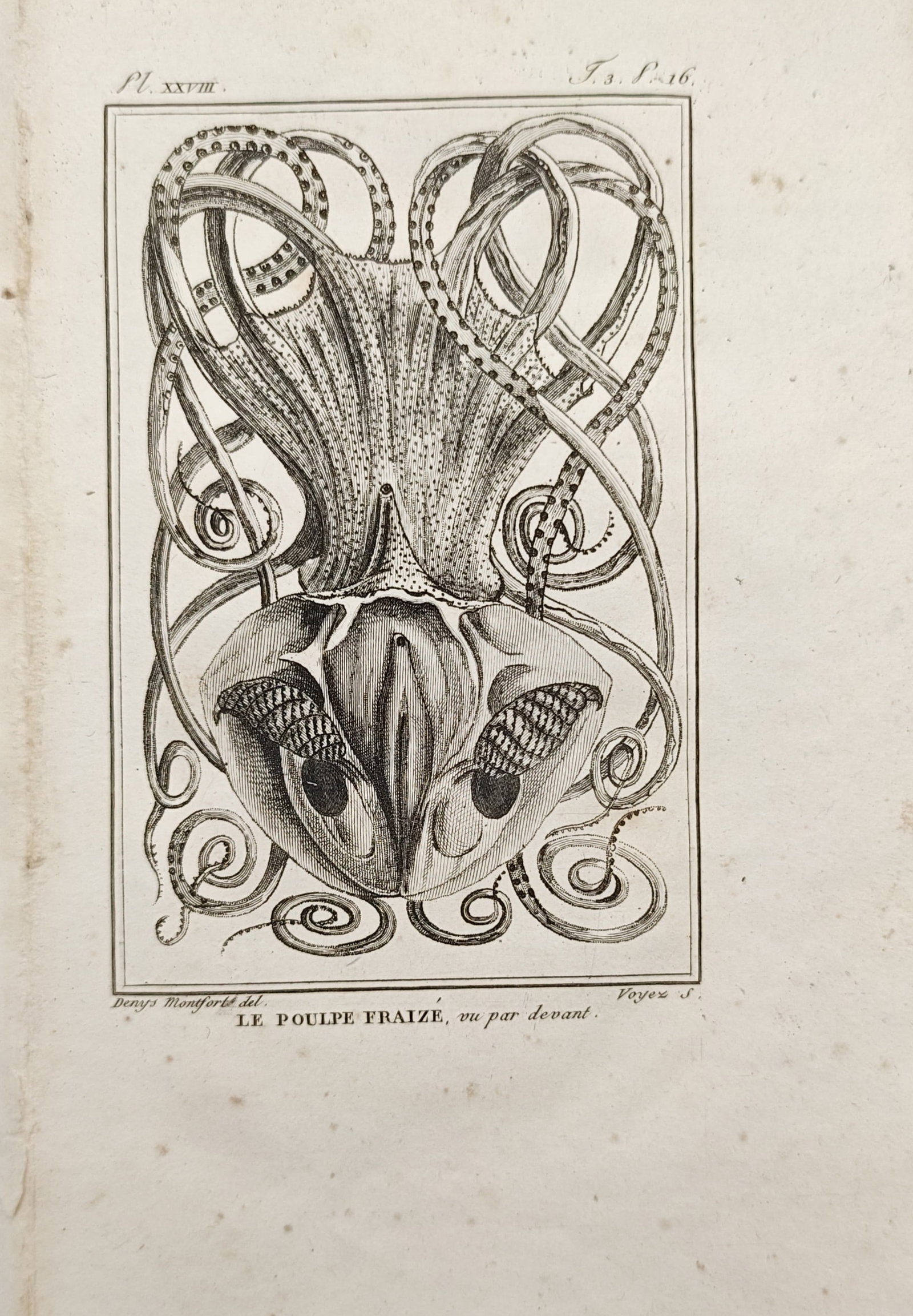 Georges-Louis Leclerc, Comte de Buffon – Le Poulpe Fraizé (Strawberry Squid) – Engraving (1 of 2)