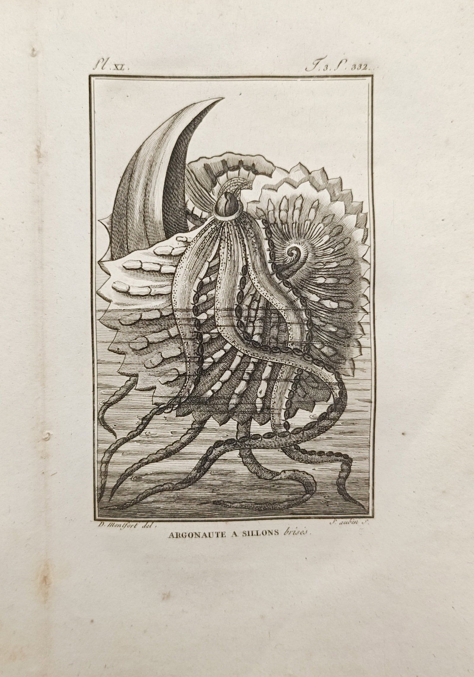 Georges-Louis Leclerc, Comte de Buffon – Argonaute à Sillons Brisés (Paper Nautilus) – (1 of 2)