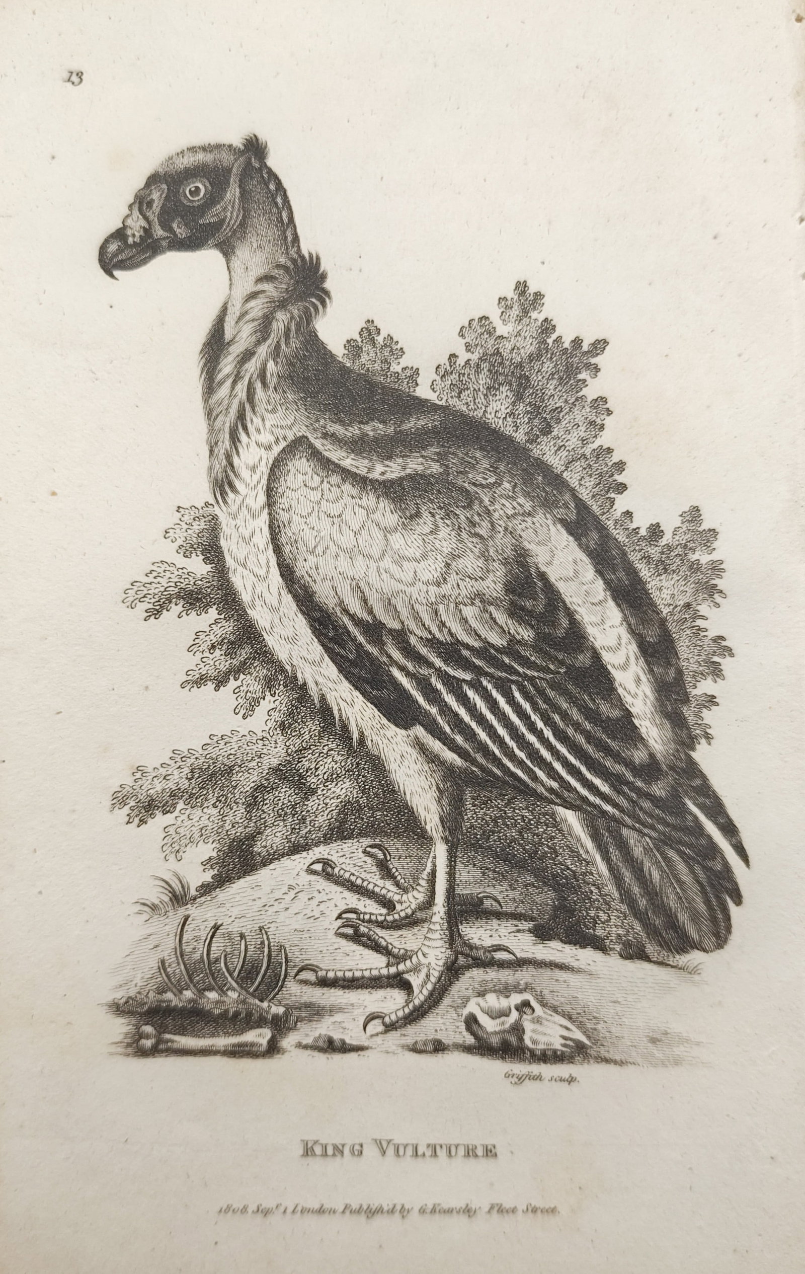 George Shaw – King Vulture – Engraving (1808): "King Vulture" presents an ornithological study depicting a scavenging raptor perched near skeletal remains within an outdoor landscape. The engraving was published in London in 1808 by George Kearsle