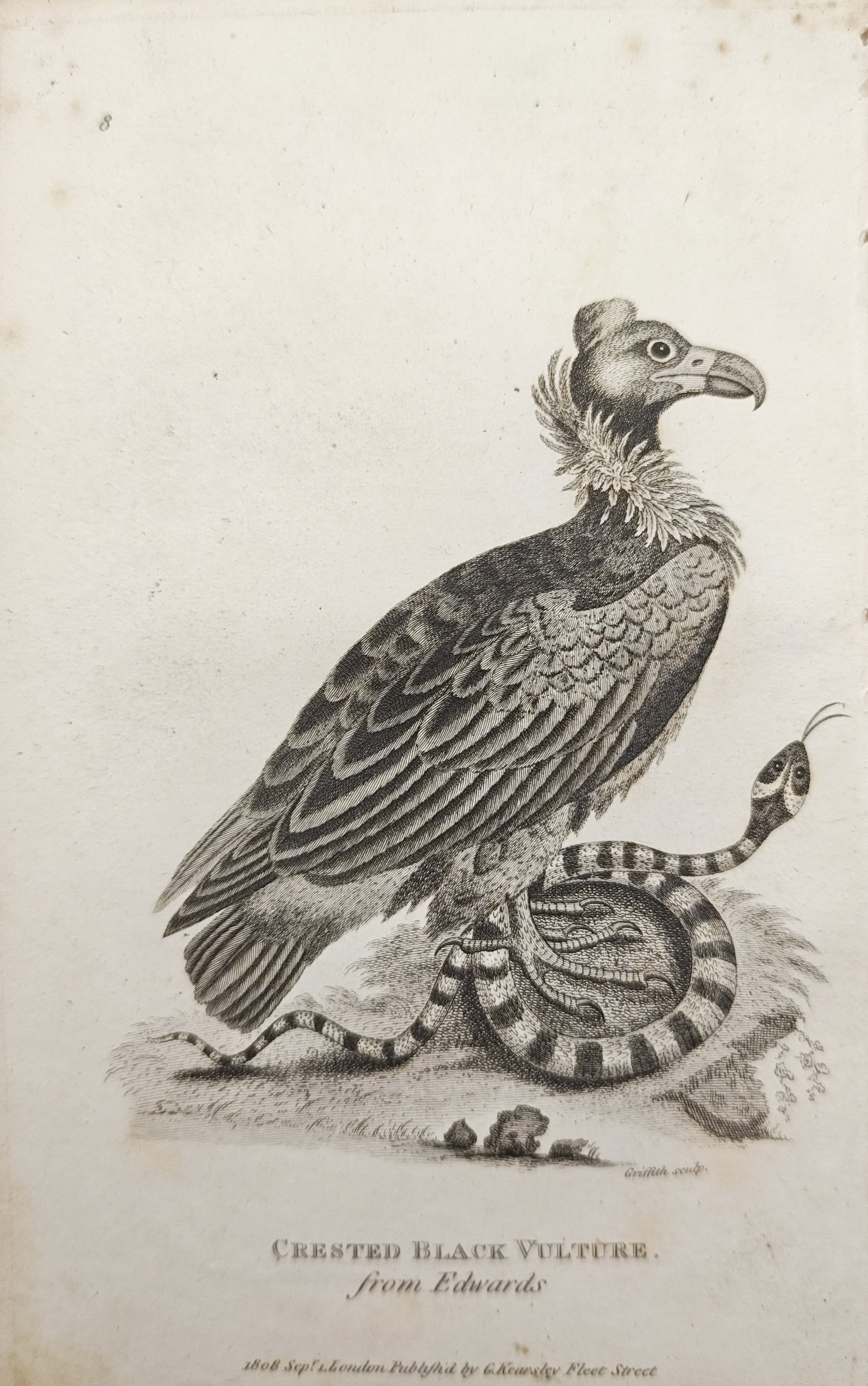 George Shaw – Crested Black Vulture – Engraving (1808): "Crested Black Vulture" presents an ornithological study depicting a raptor perched atop a coiled banded snake in a naturalistic landscape setting. The engraving was published in London in 1808 by Geo