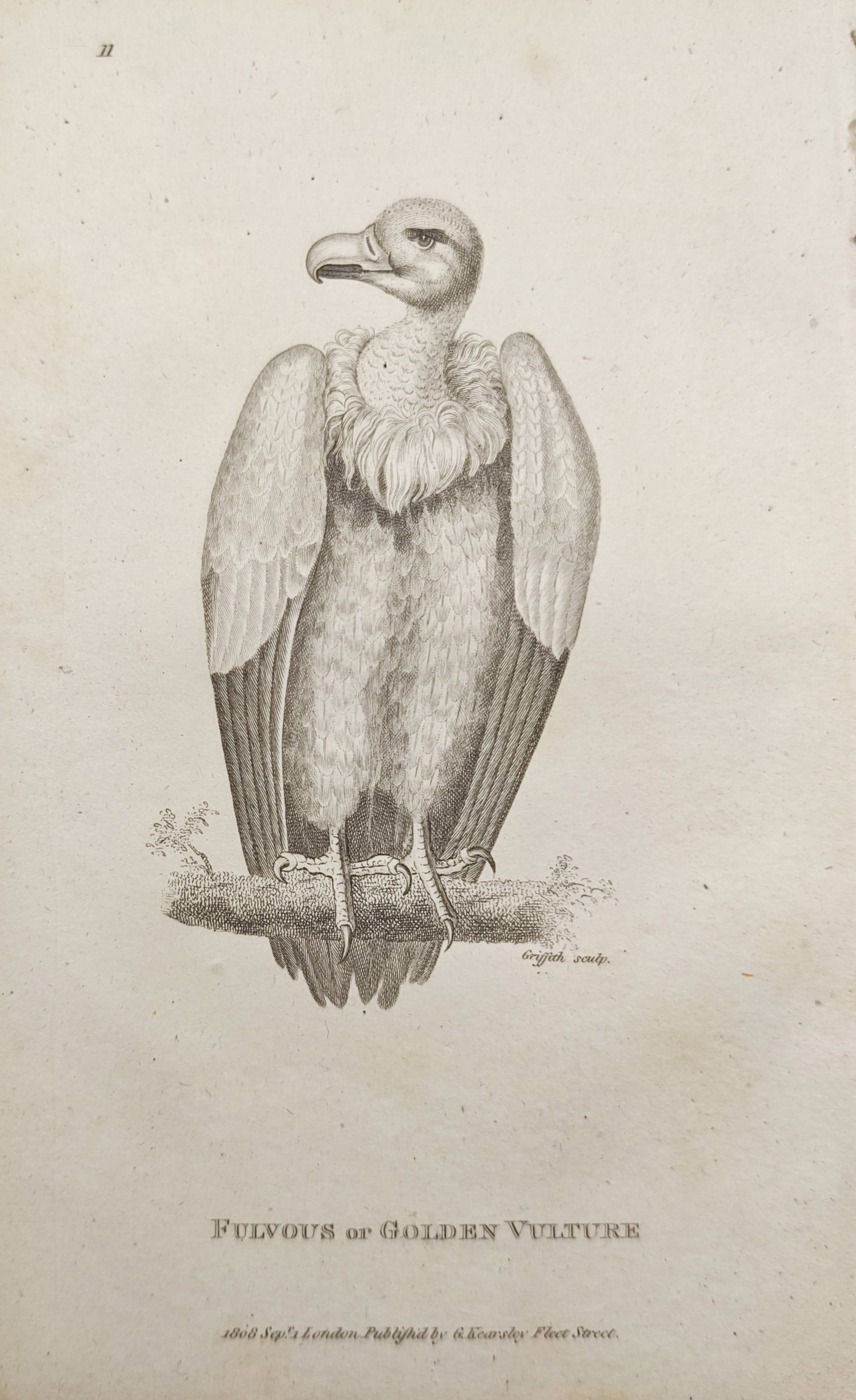 George Shaw – Fulvous or Golden Vulture – Engraving (1808): "Fulvous or Golden Vulture" presents an ornithological study depicting a raptor perched facing forward on a mossy branch against a plain background. The engraving was published in London in 1808 by Ge