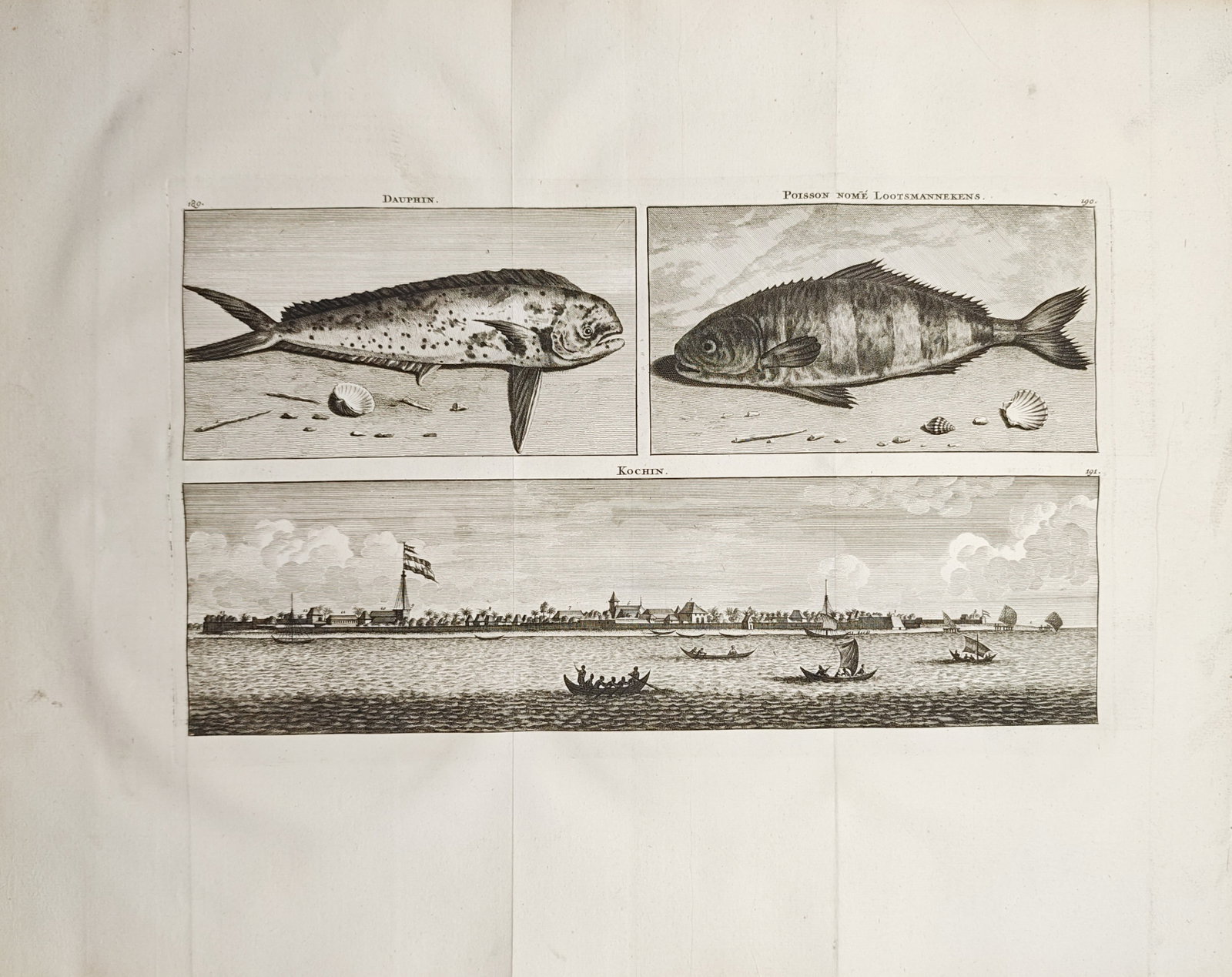 Cornelis de Bruyn – Studies of Marine Fish and View of Cochin – Engraving (1718): "Dauphin, Pilot Fish, and Cochin" presents natural history studies of coastal marine fishes accompanied by a panoramic maritime view of the fortified settlement and coastline of Cochin with local boat